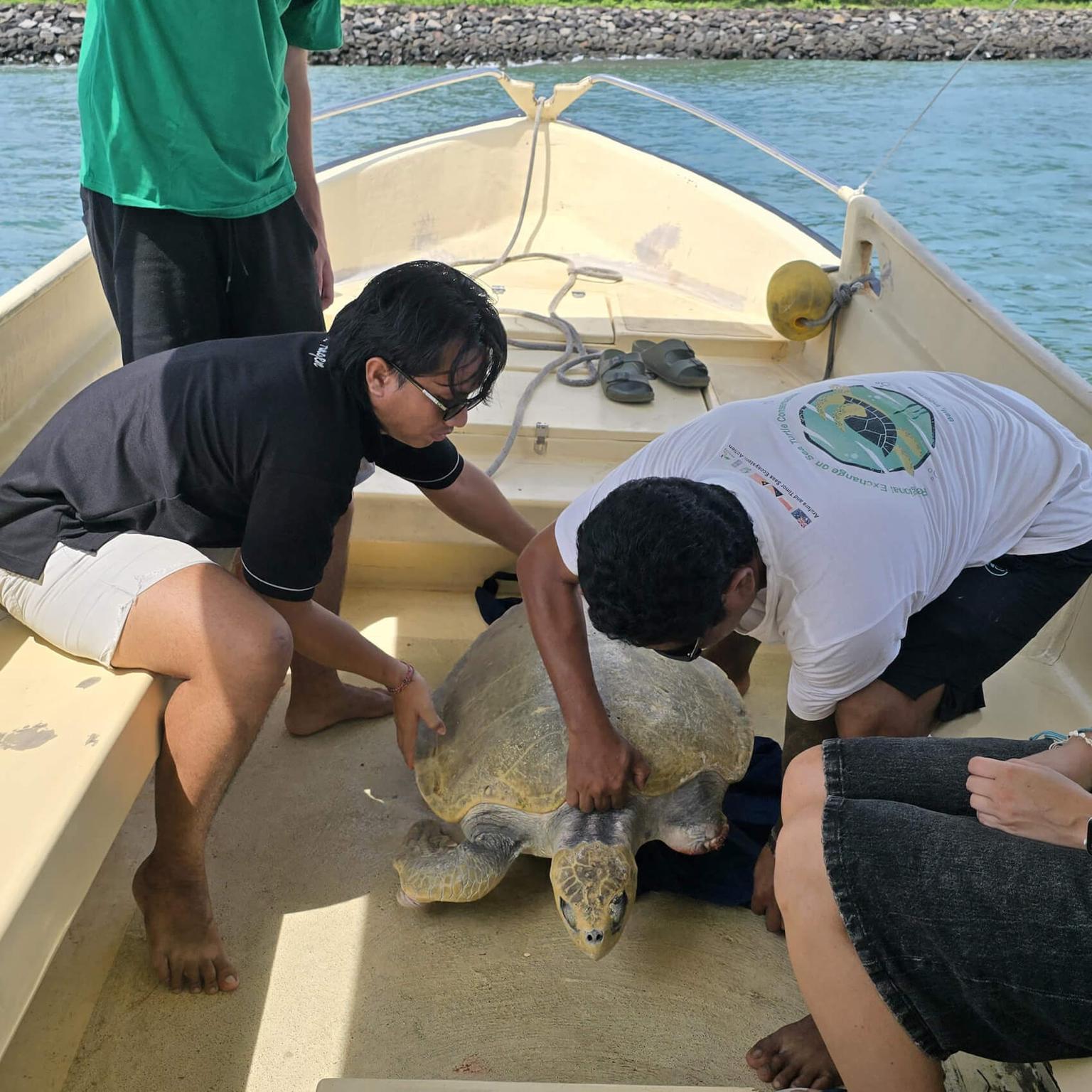Schutz von Meeresschildkröten auf Bali