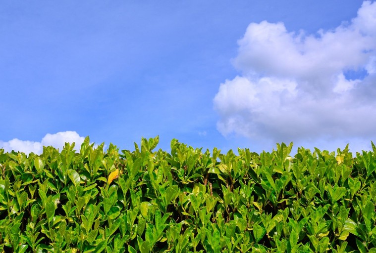 Taille d’une haie de laurier les points essentiels renovero