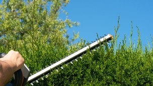 Hecke schneiden