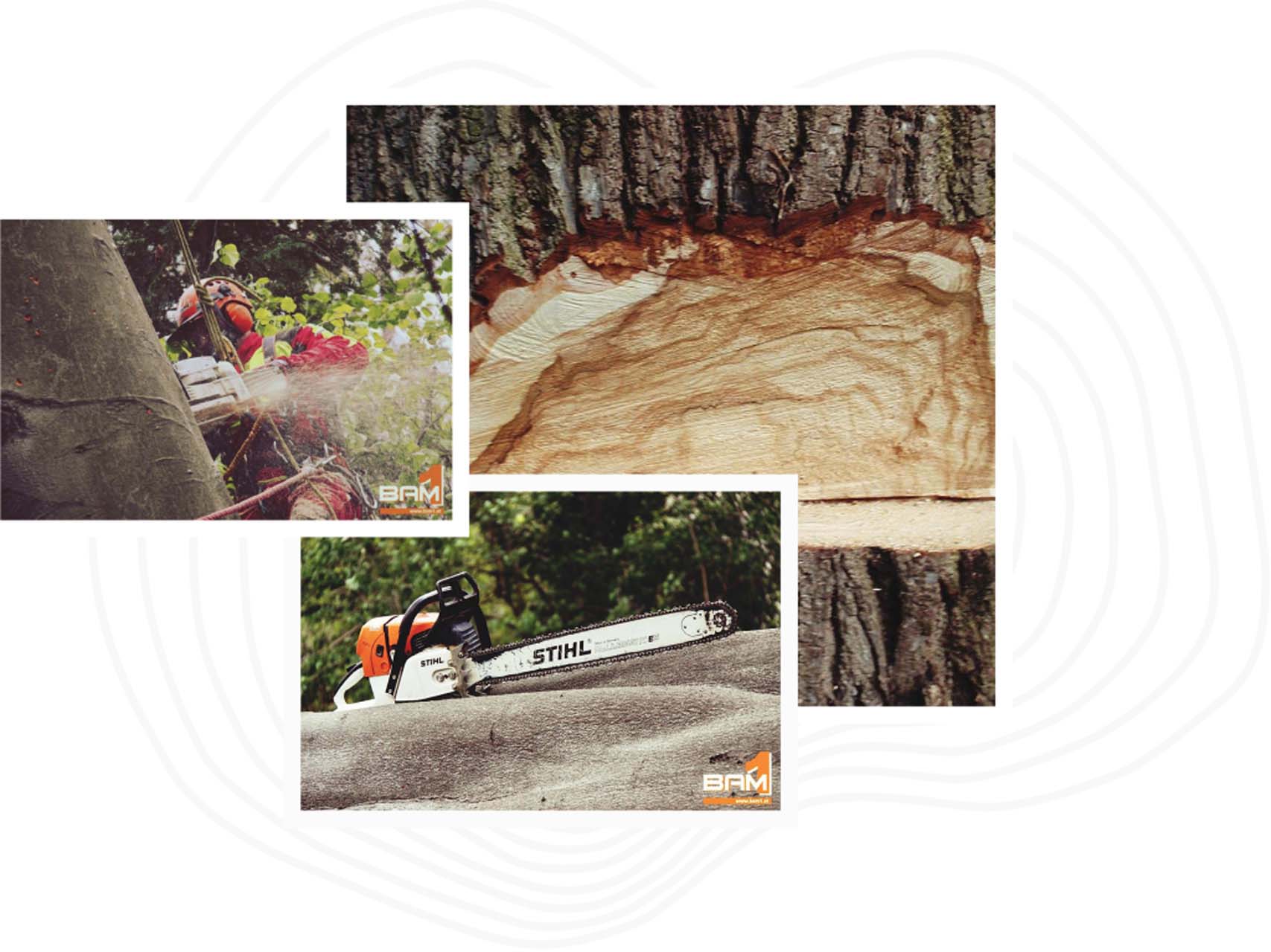 Baum Säge Holz