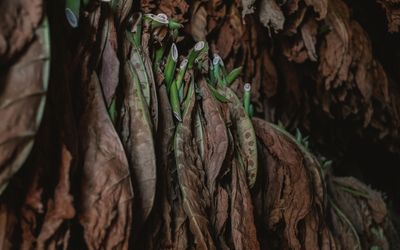 Tobacco leaves drying