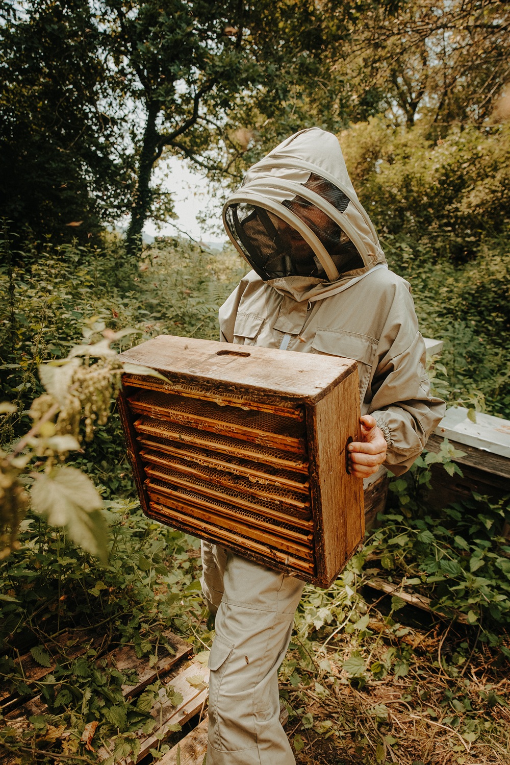 beekeeping, Hive Mind beekeeping, Hive Mind
