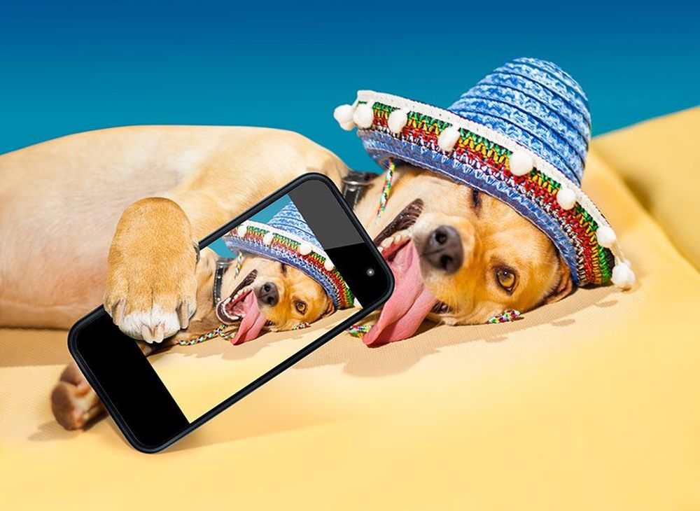 A dog taking a selfie