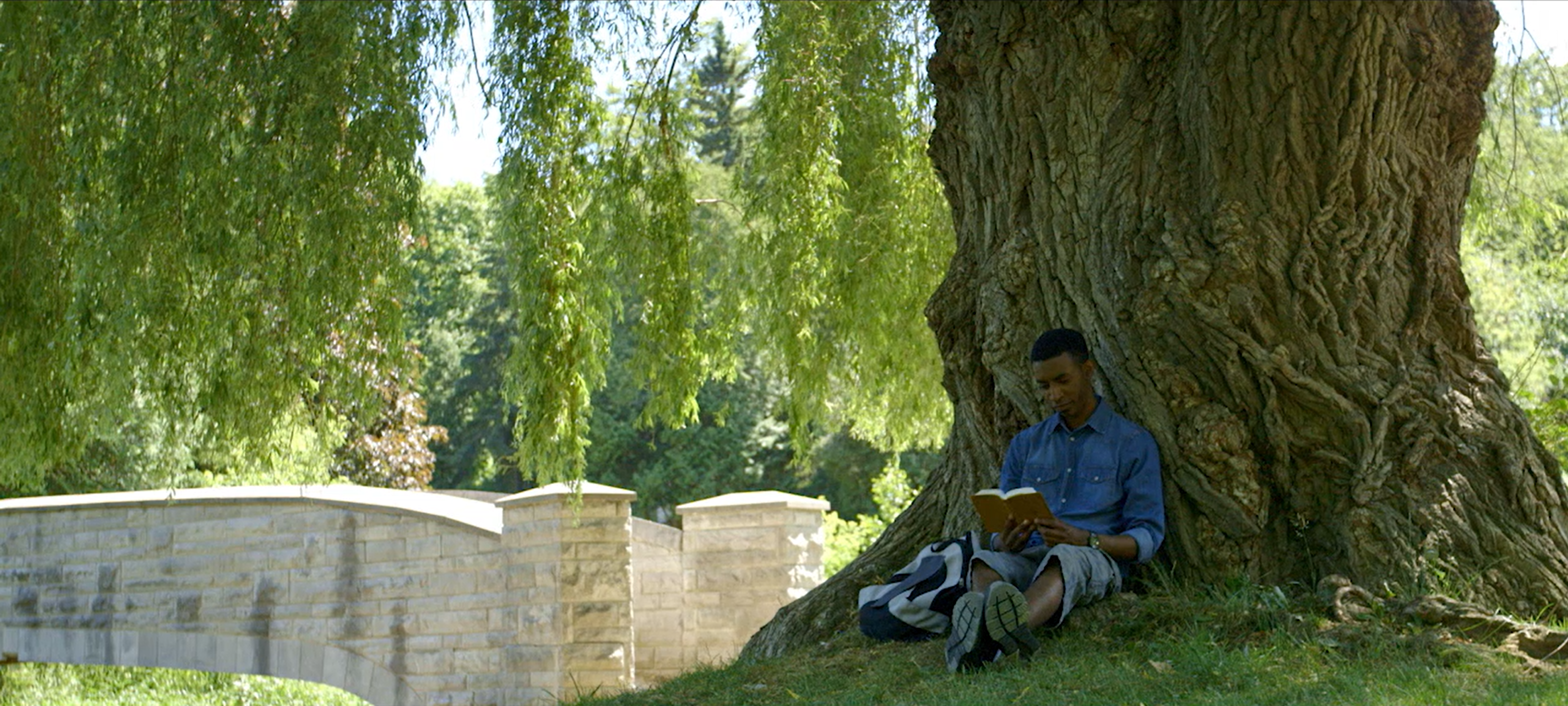 A person reads beneath a large tree with cascading branches, near a stone bridge on a sunny day.