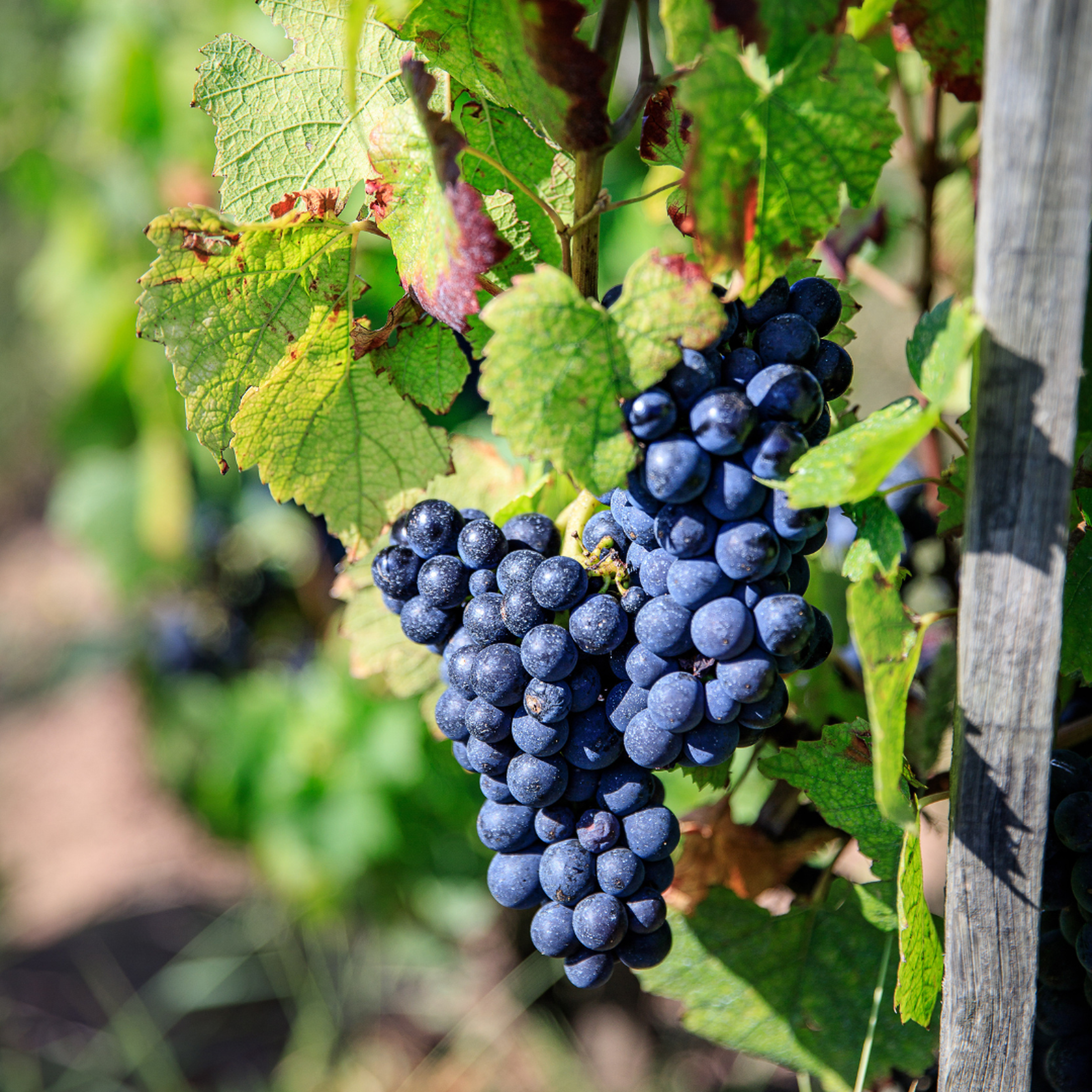 https://a.storyblok.com/f/105614/1080x1080/d085a8c002/beaujolais-gamay.png