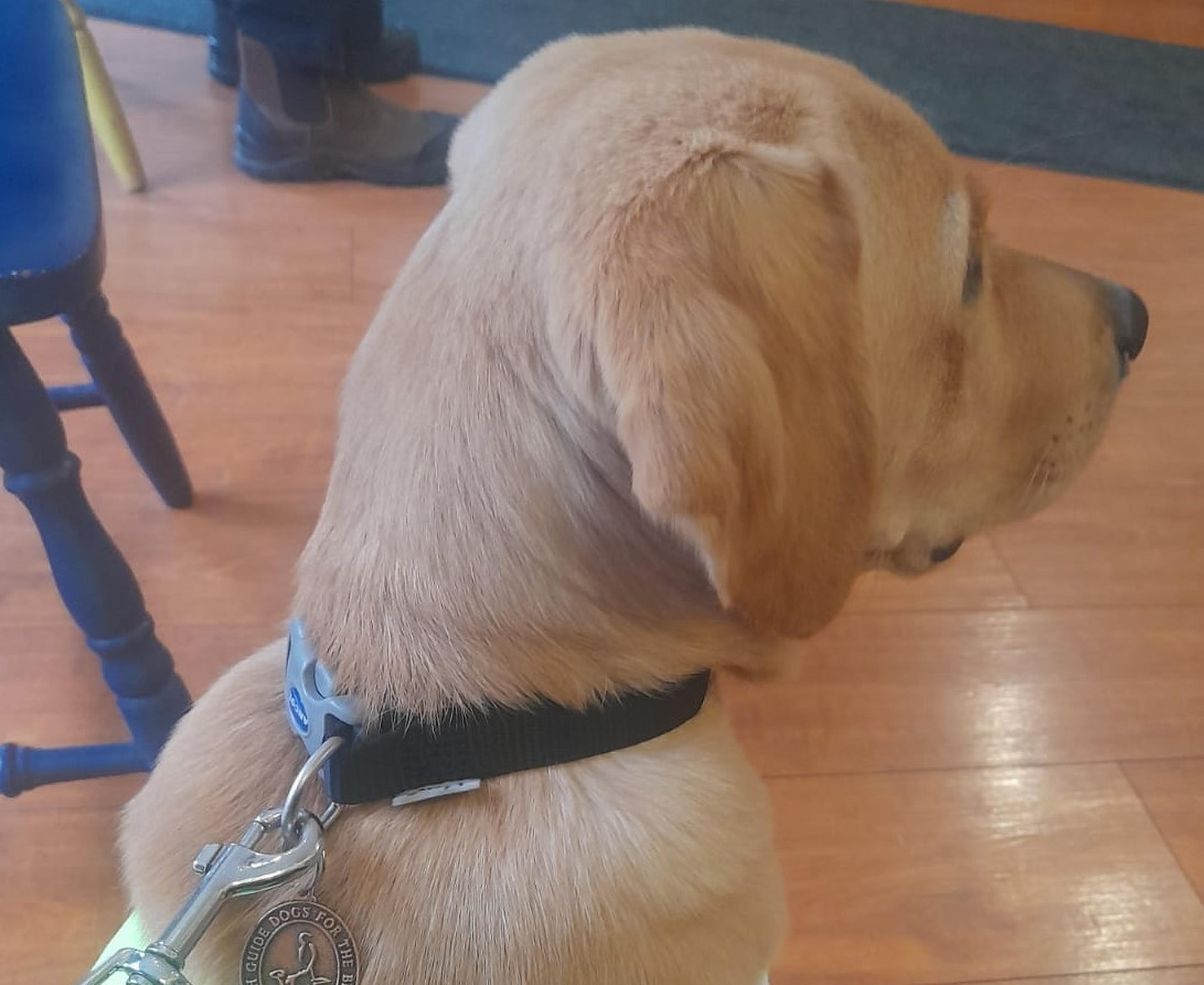 Paw-Dí sitting waiting in the vets