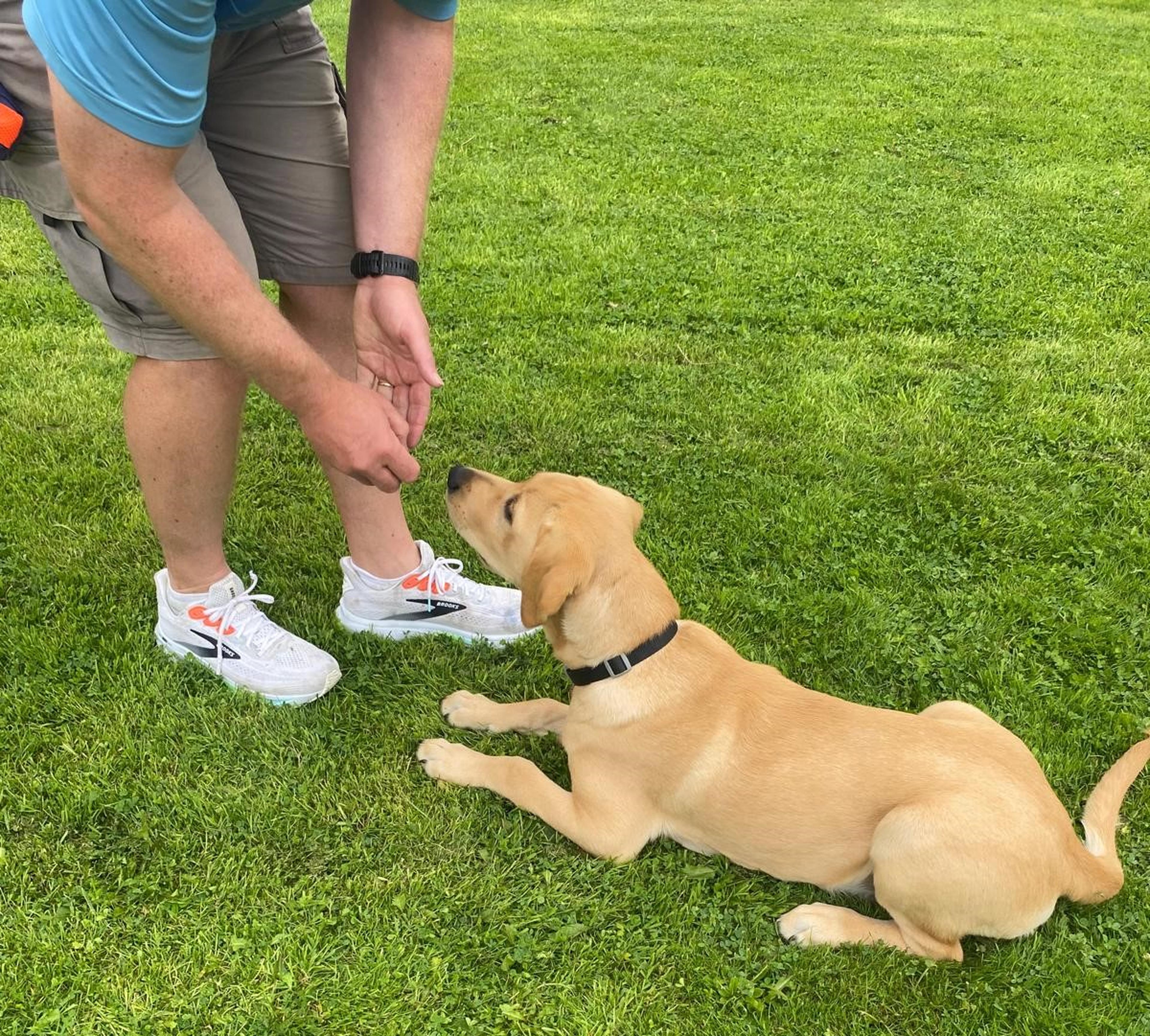 Paw-Dí lying on grass being fed treats