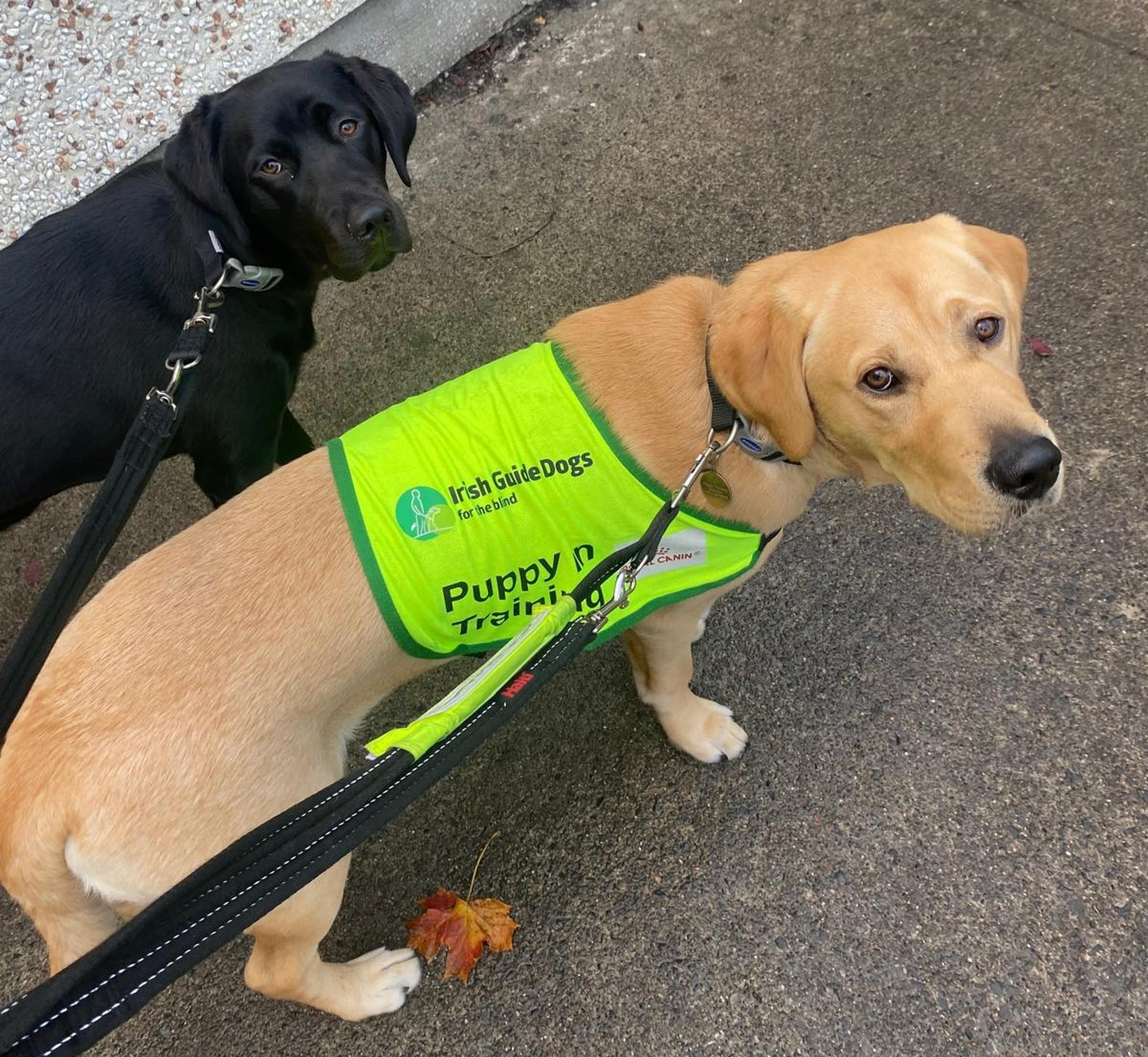 Screenshot of Paw-Dí and Ariel walking on a pavement