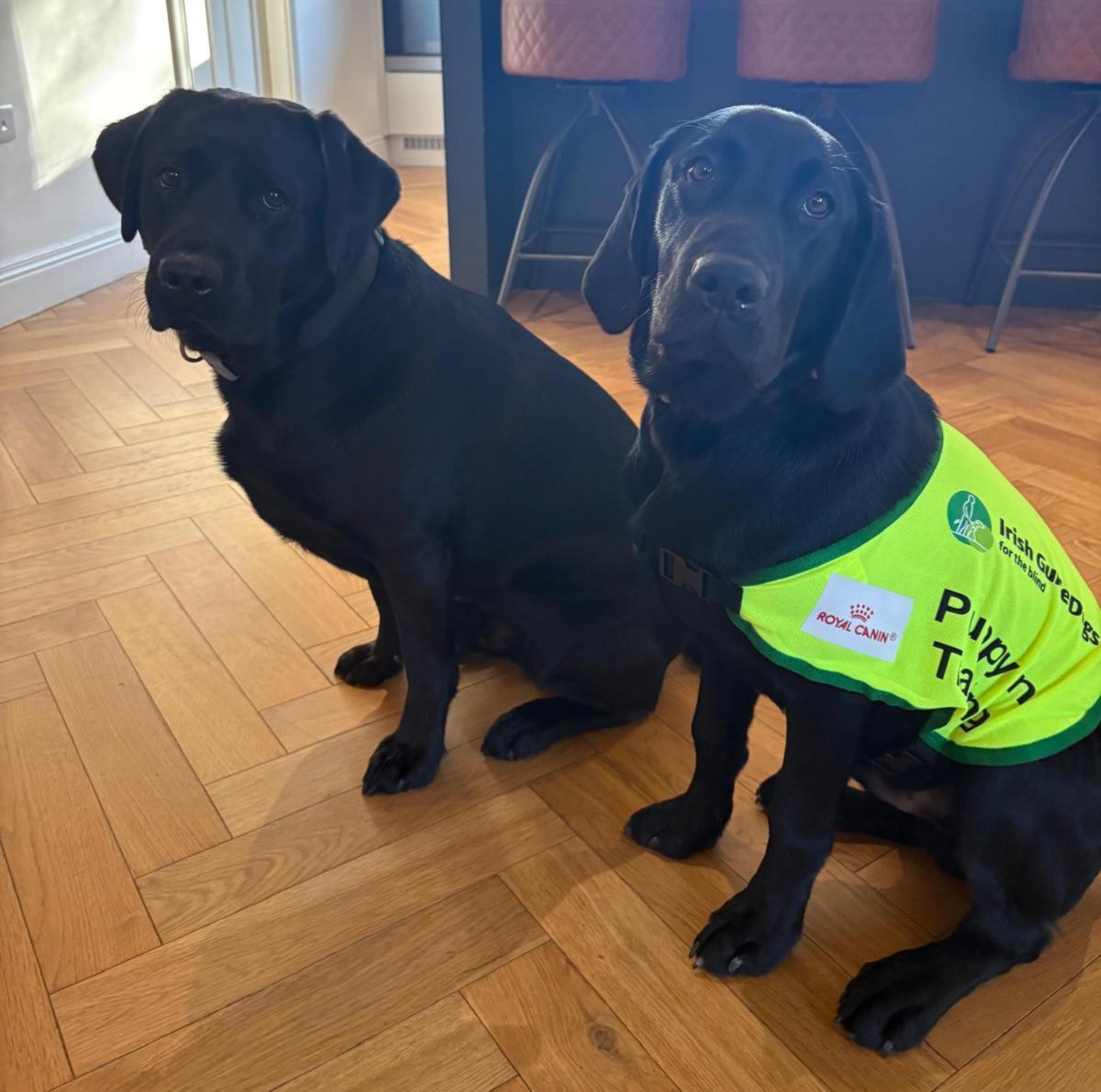 Wren and Quaid both sitting on a wooden floor
