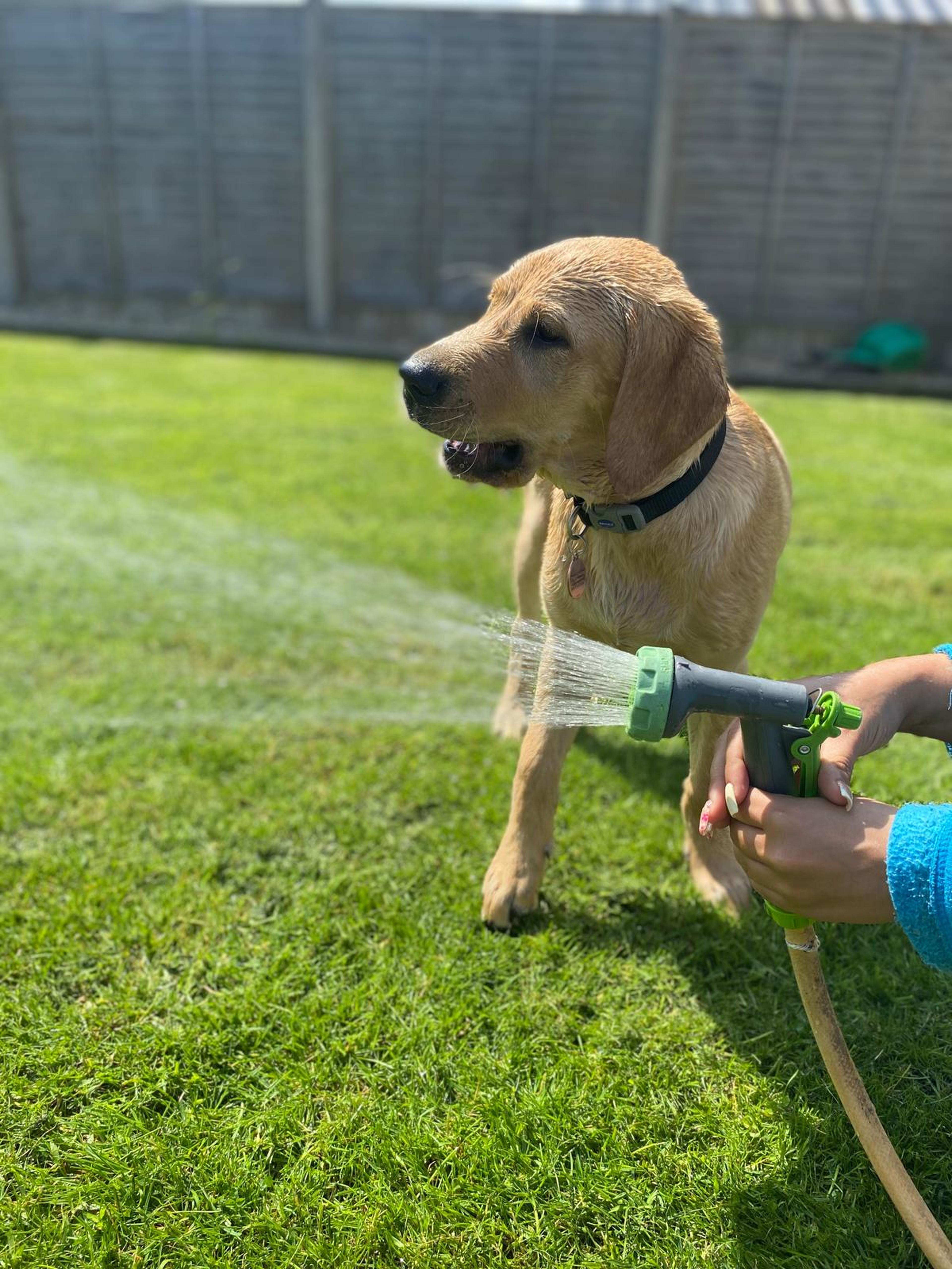 Paw-Dí in the garden looking at water coming from a garden hose