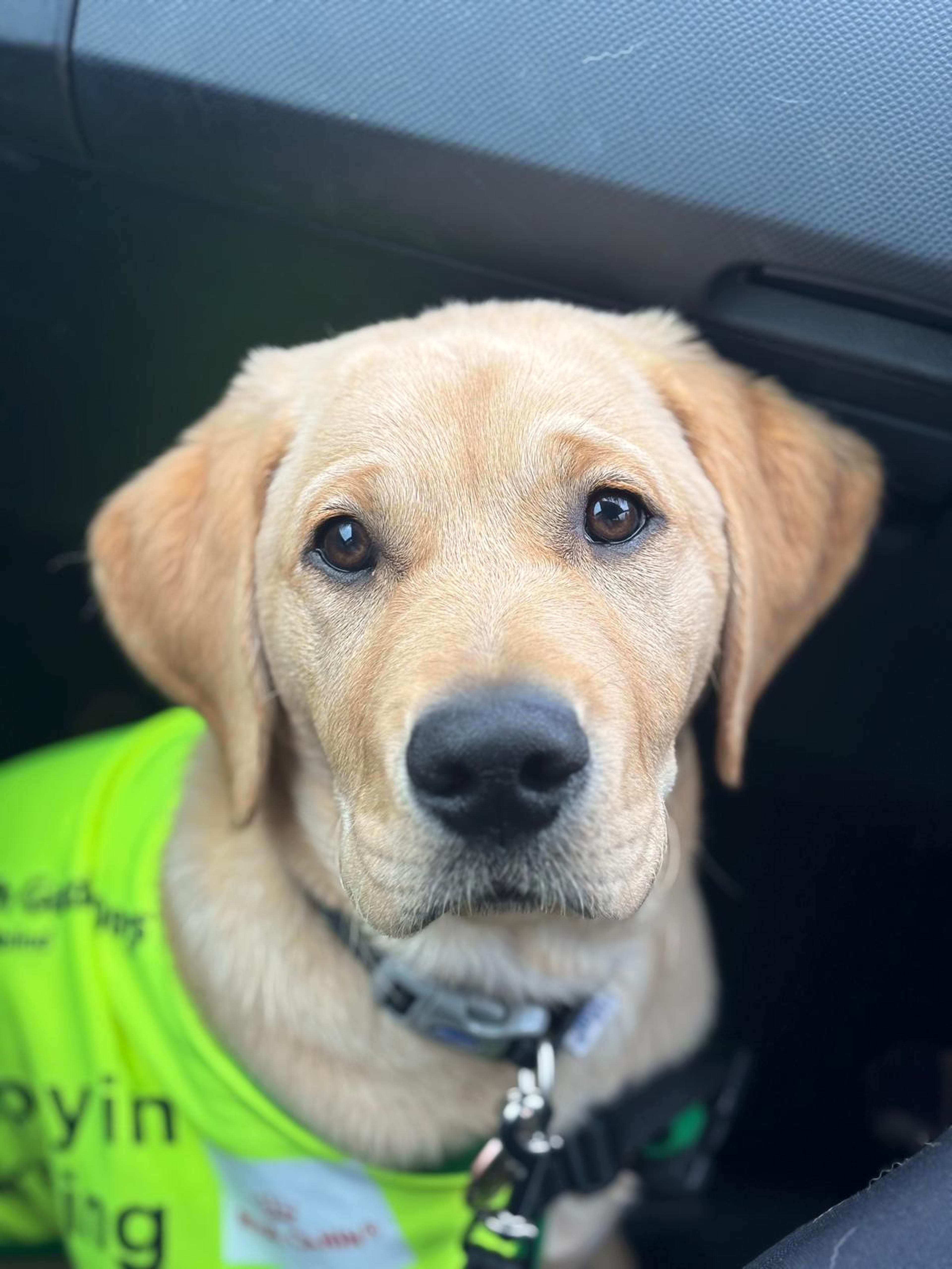 Paw-Dí sitting in the footwell looking at the camera