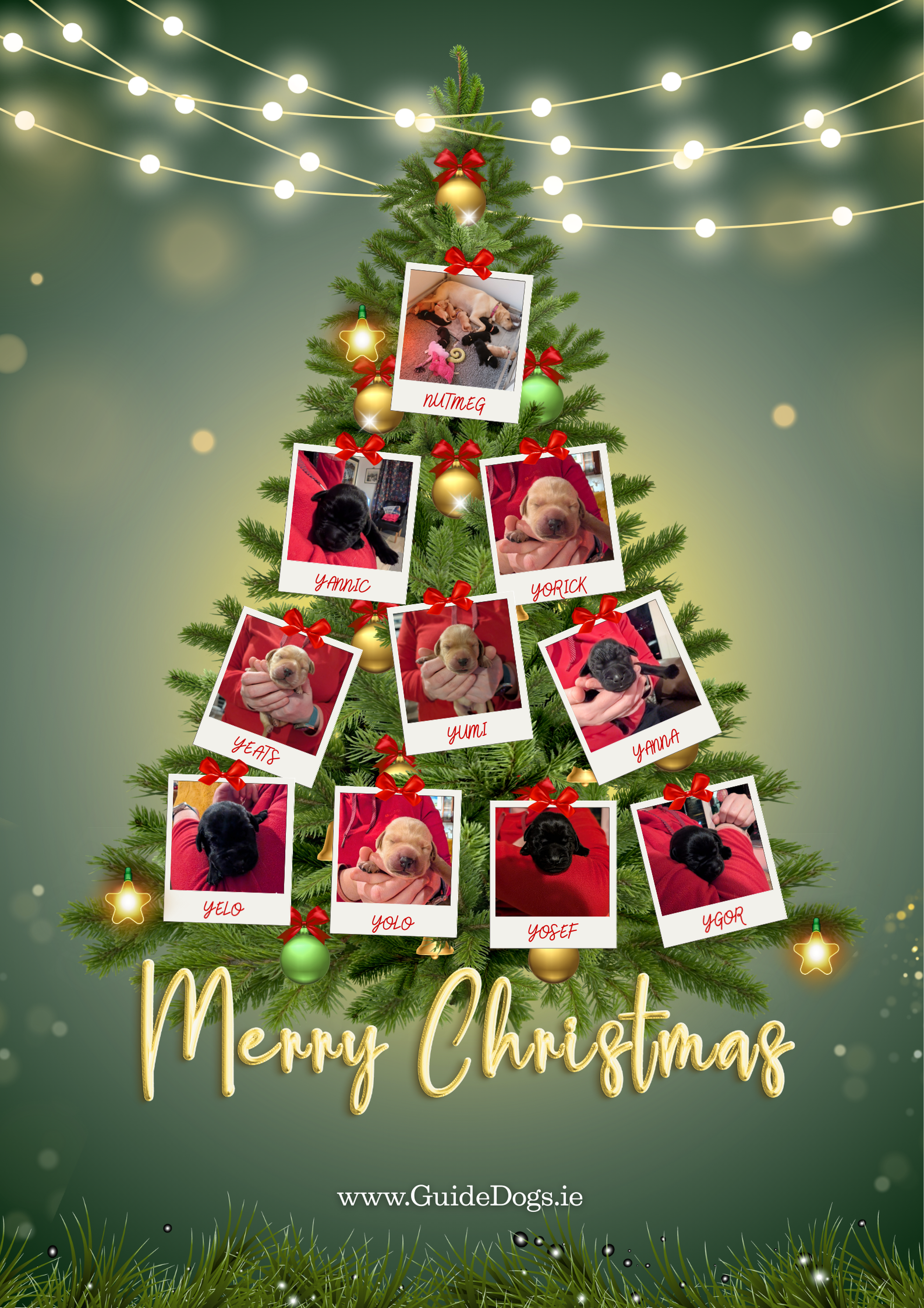 A Christmas tree with 10 photos featuring each of the Y Litter and their mum Nutmeg. The words Merry Christmas are underneath