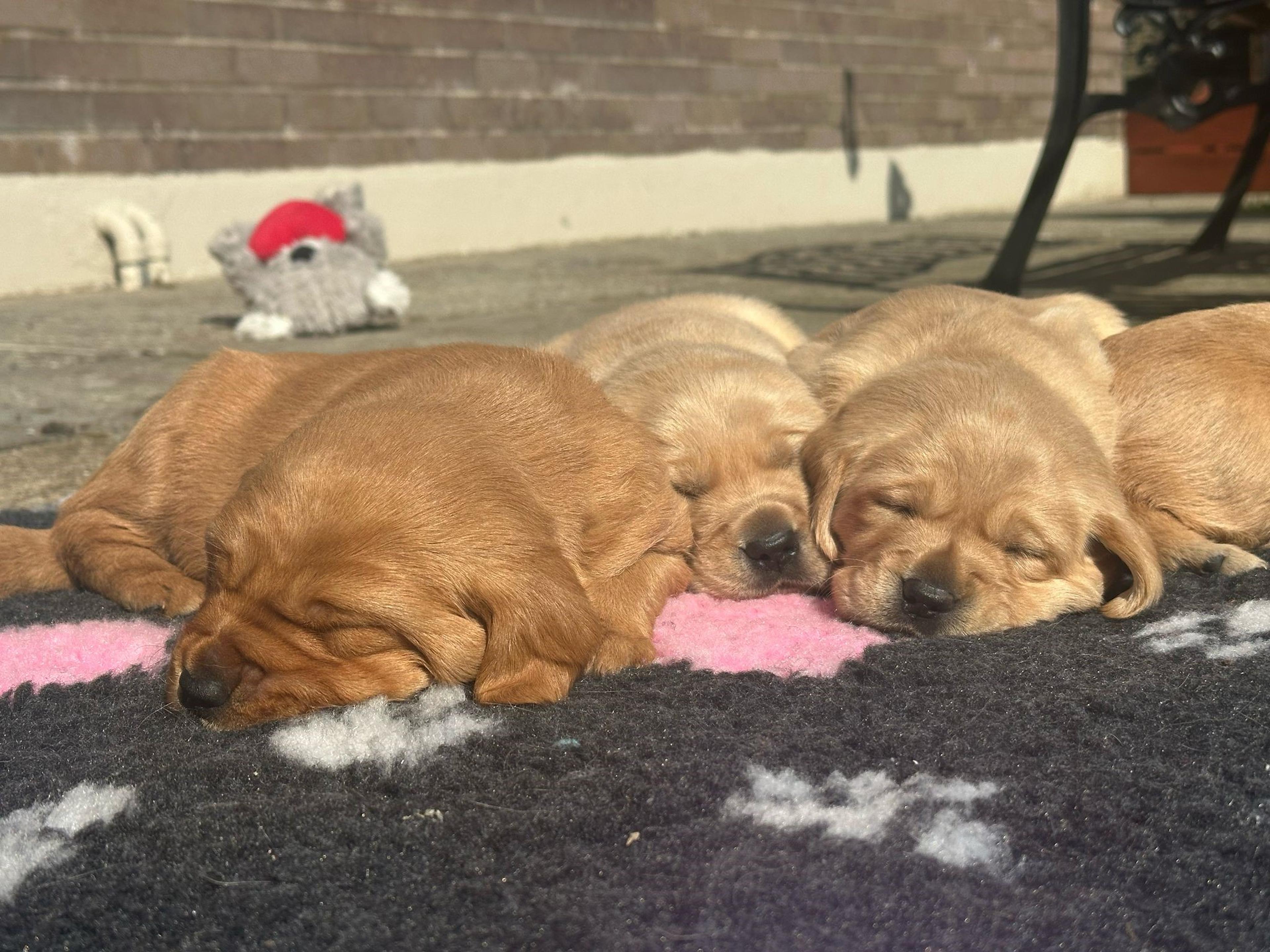 P litter 