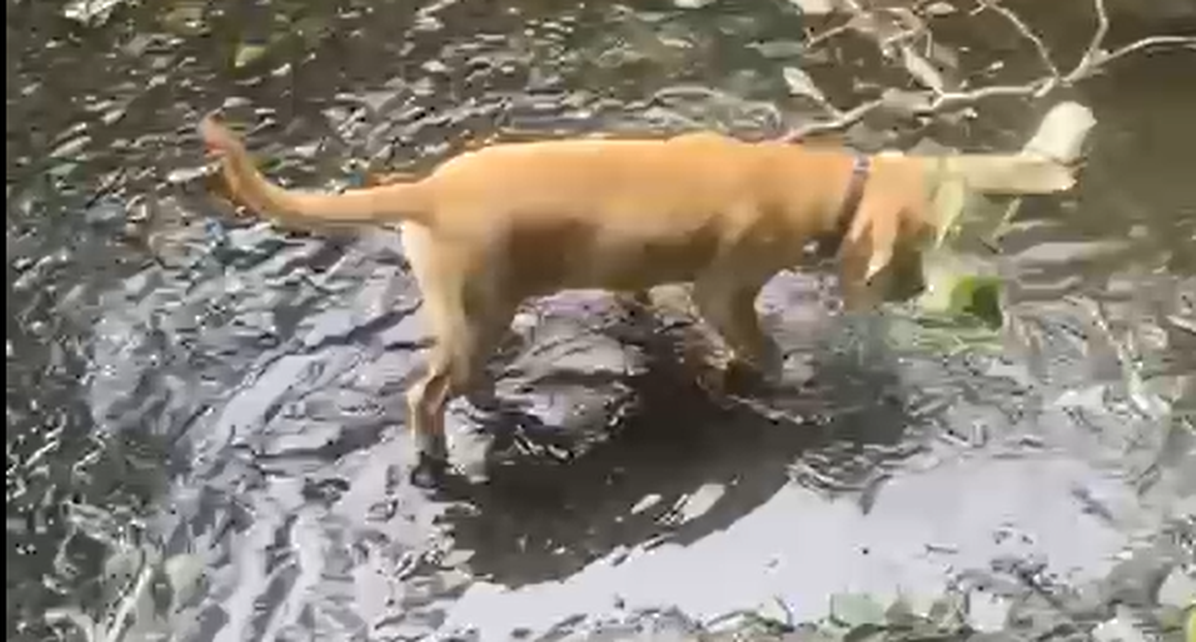 Paw-Dí in a stream