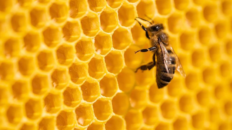 Fondsparen Biene sitzt auf Wabenstruktur