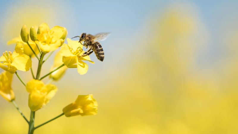Nachhaltig-Investieren-auf-höchstem-Niveau Biene sammelt Nahrung in gelben Blumenfeld