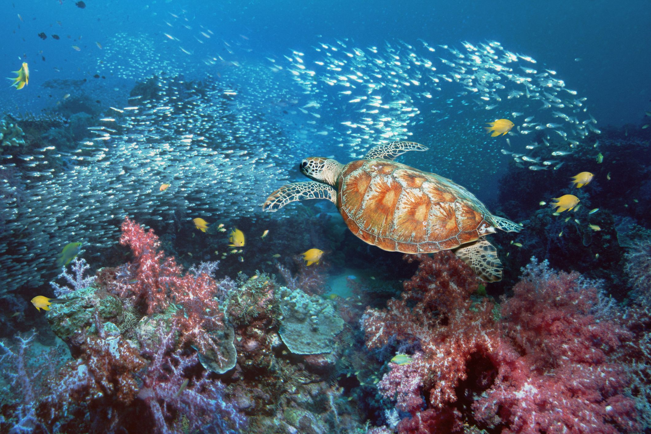 Biodiversity in the Ocean