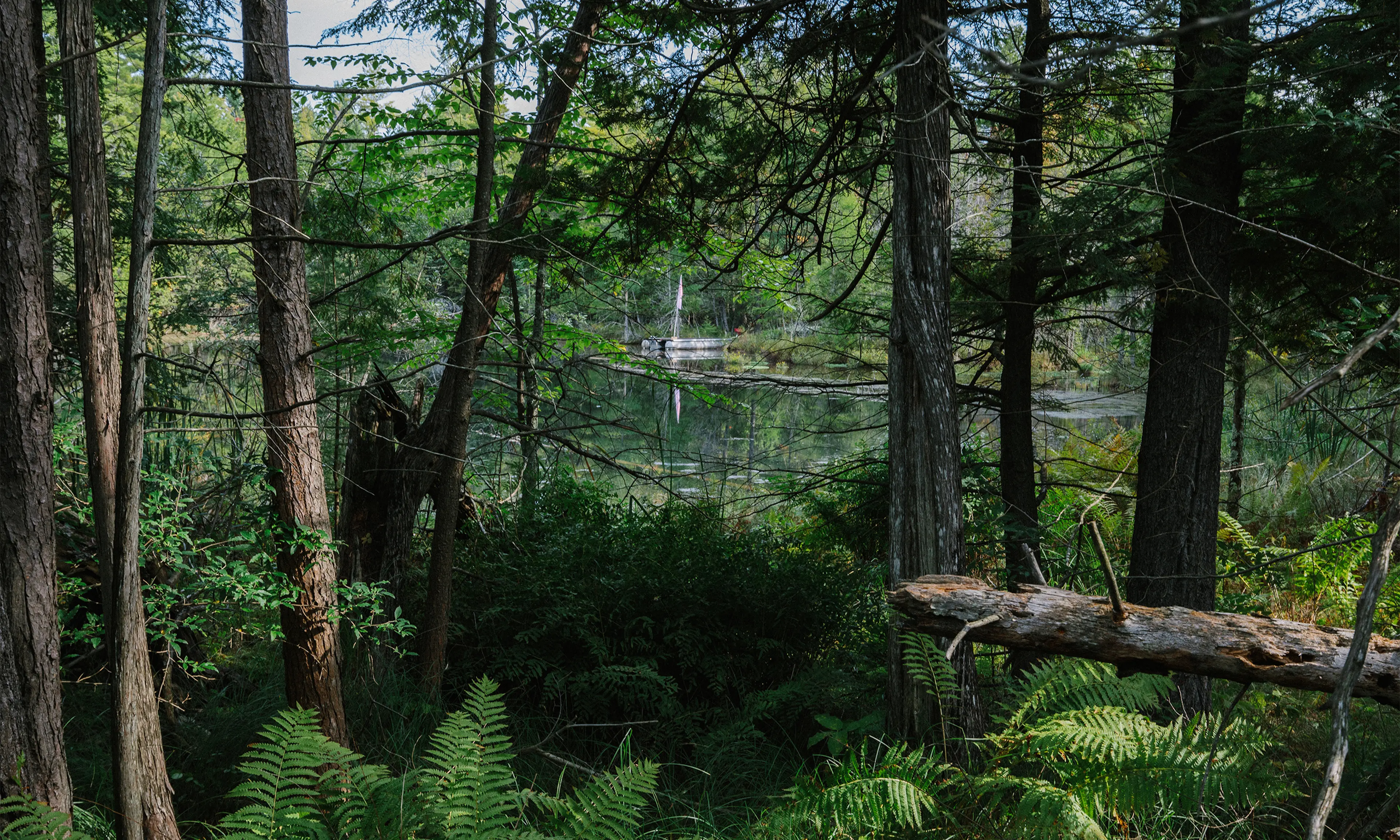 Oatly lake through woods