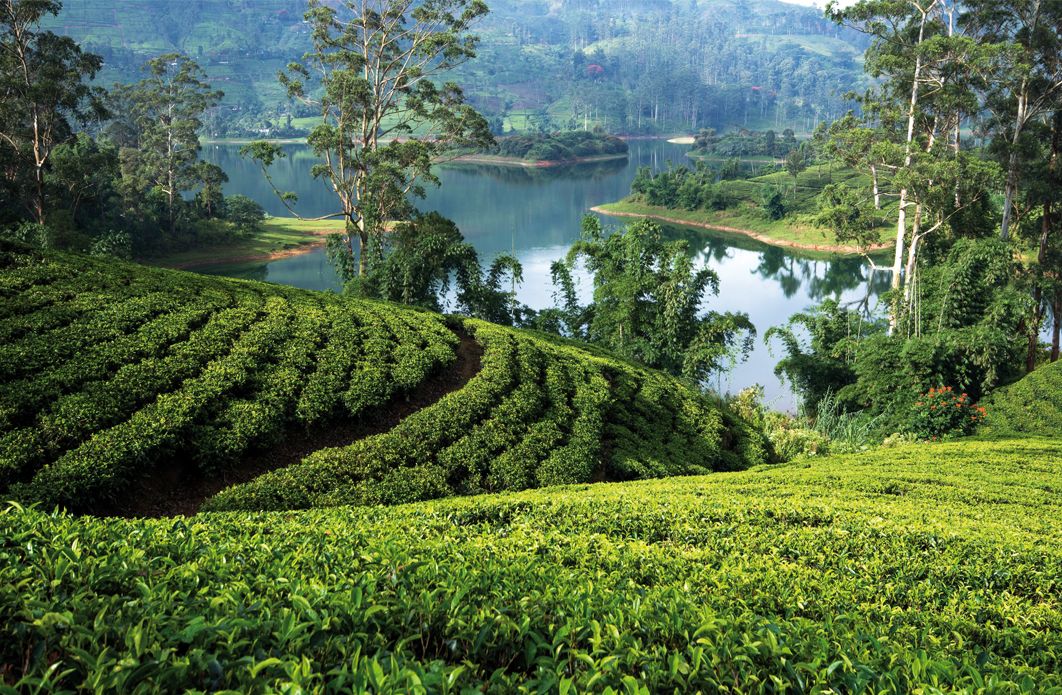 Tea plantations around the castlereagh reservoir Hatton Sri lanka
