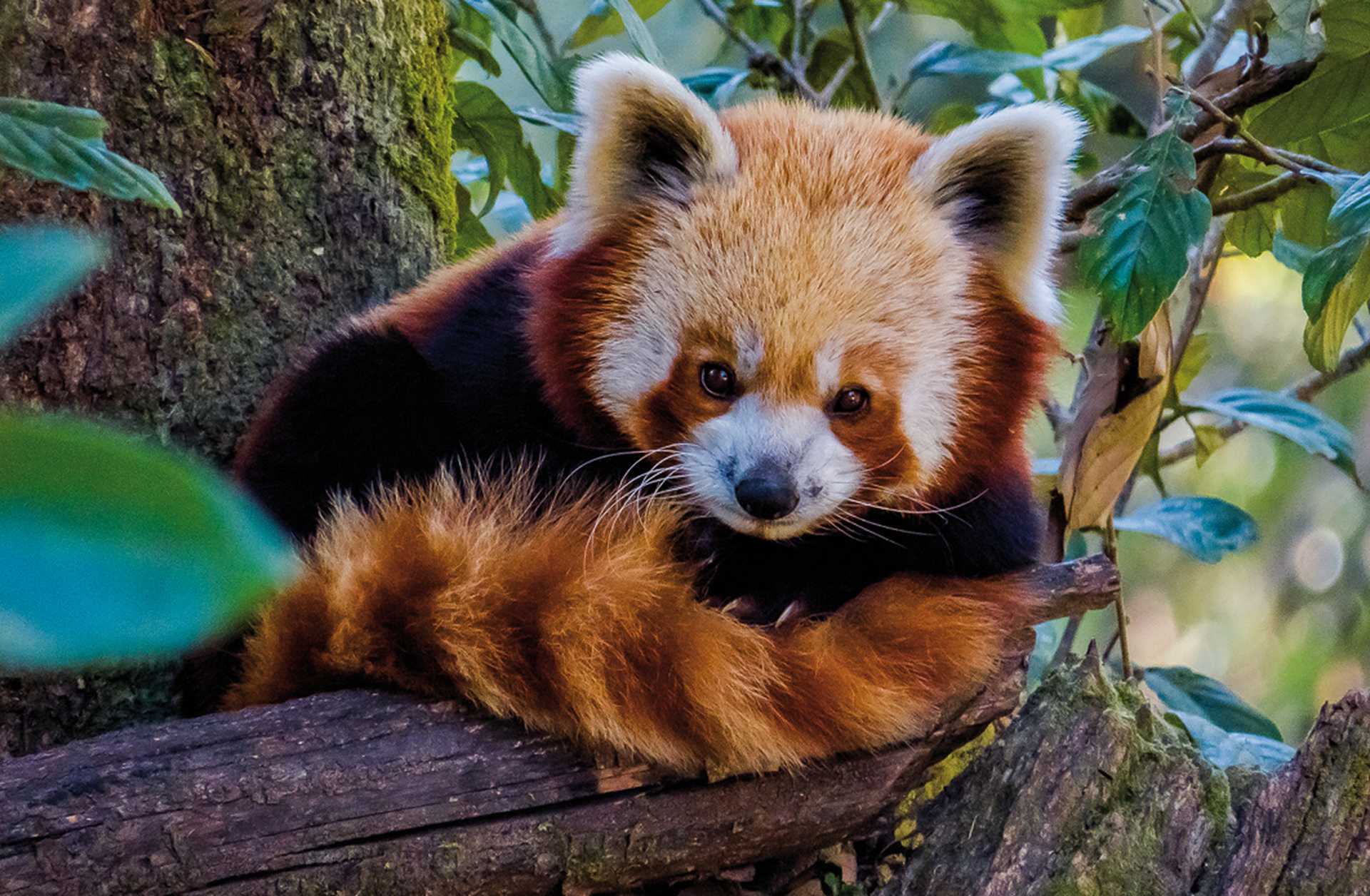 Himalayan red panda