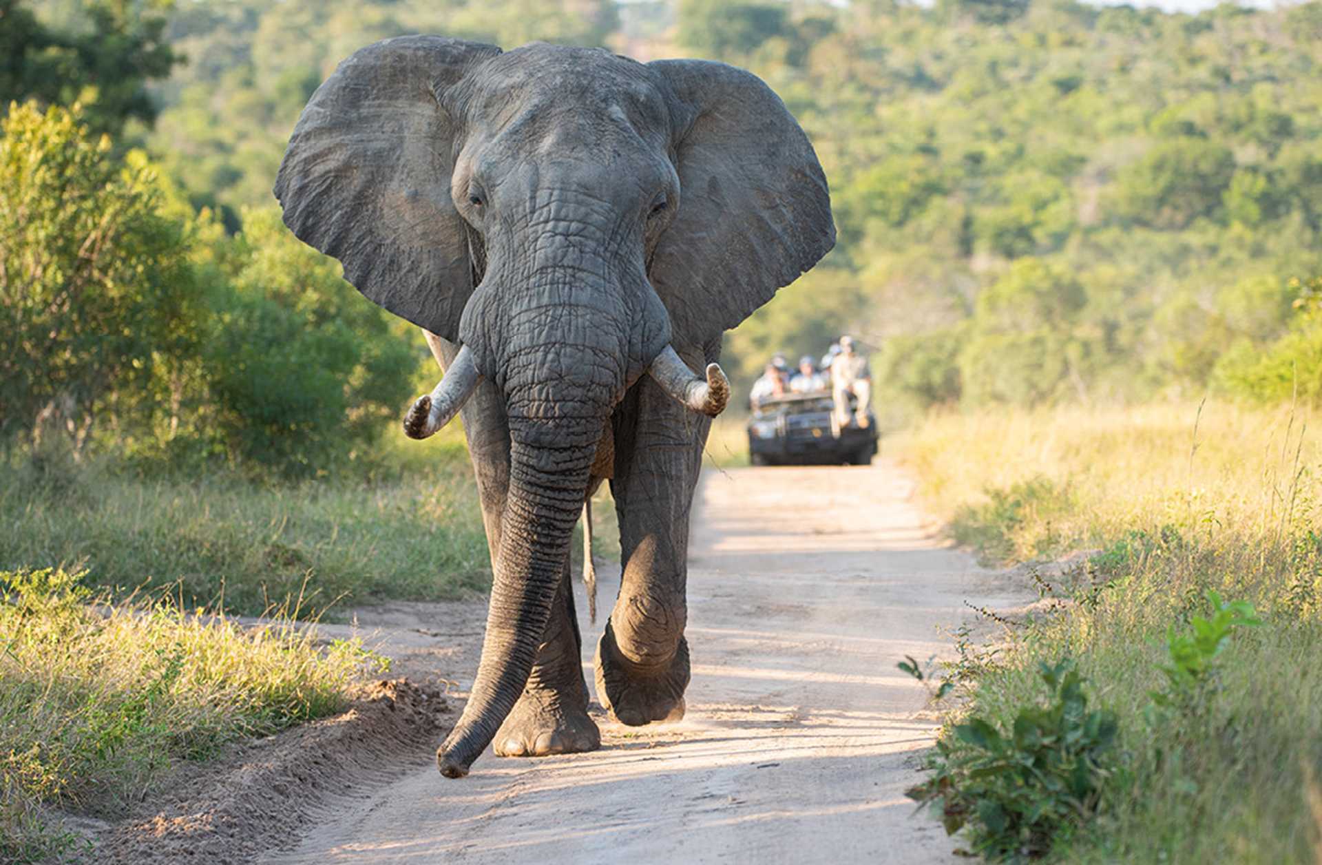 Elephant_Safari