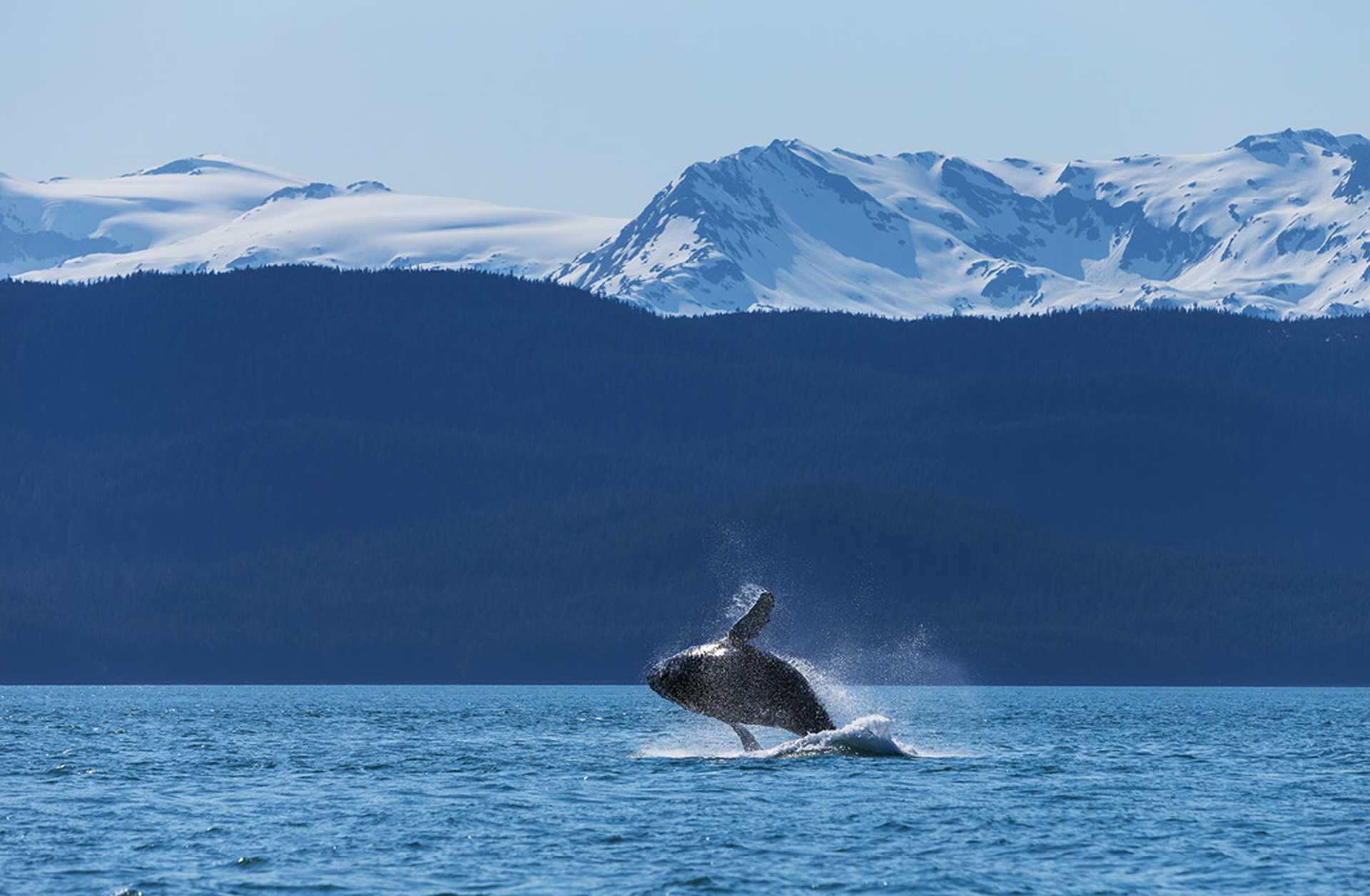 Humpback whale_Alaska