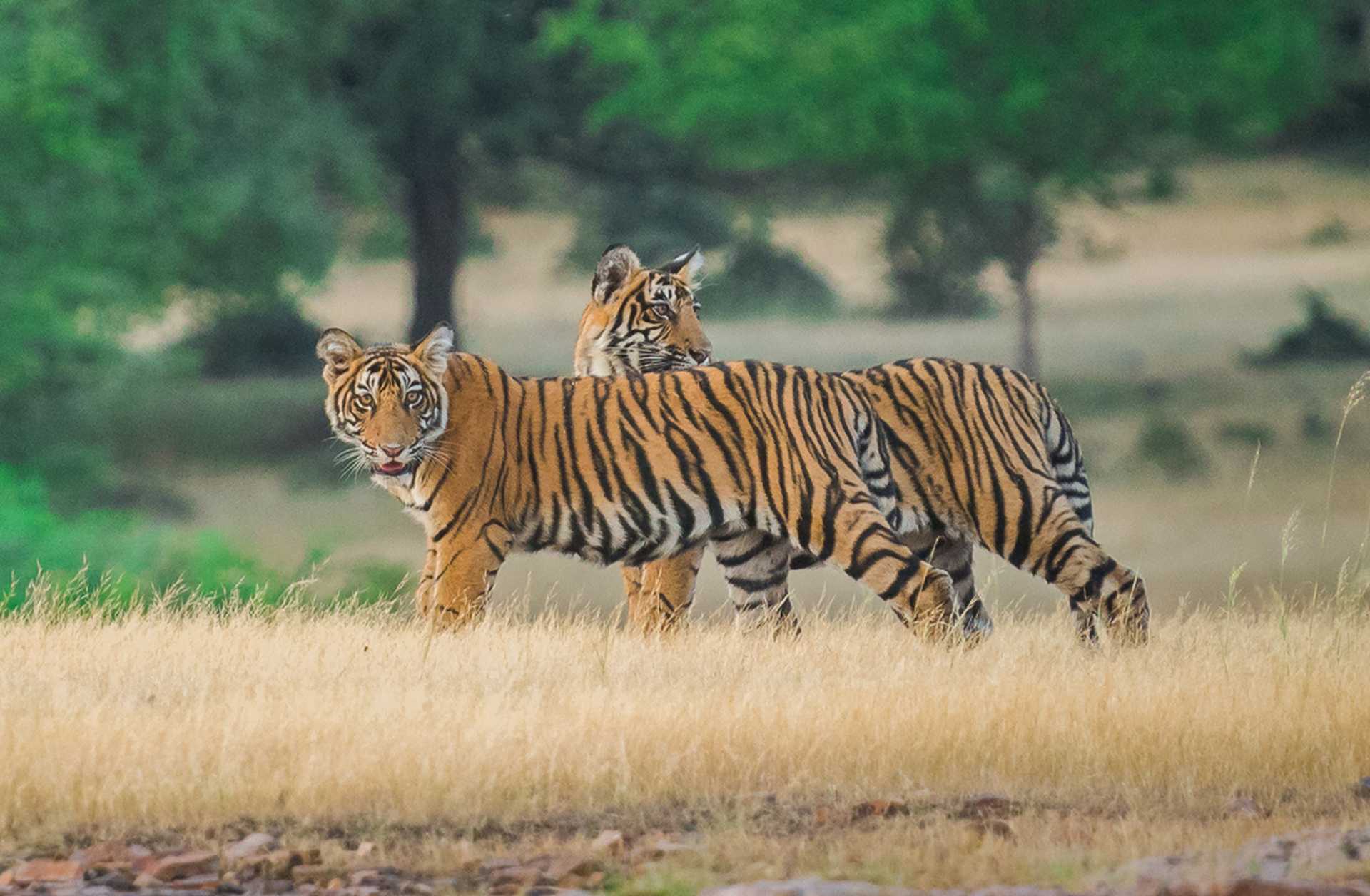 Tigers, Ranthambore National Park, India