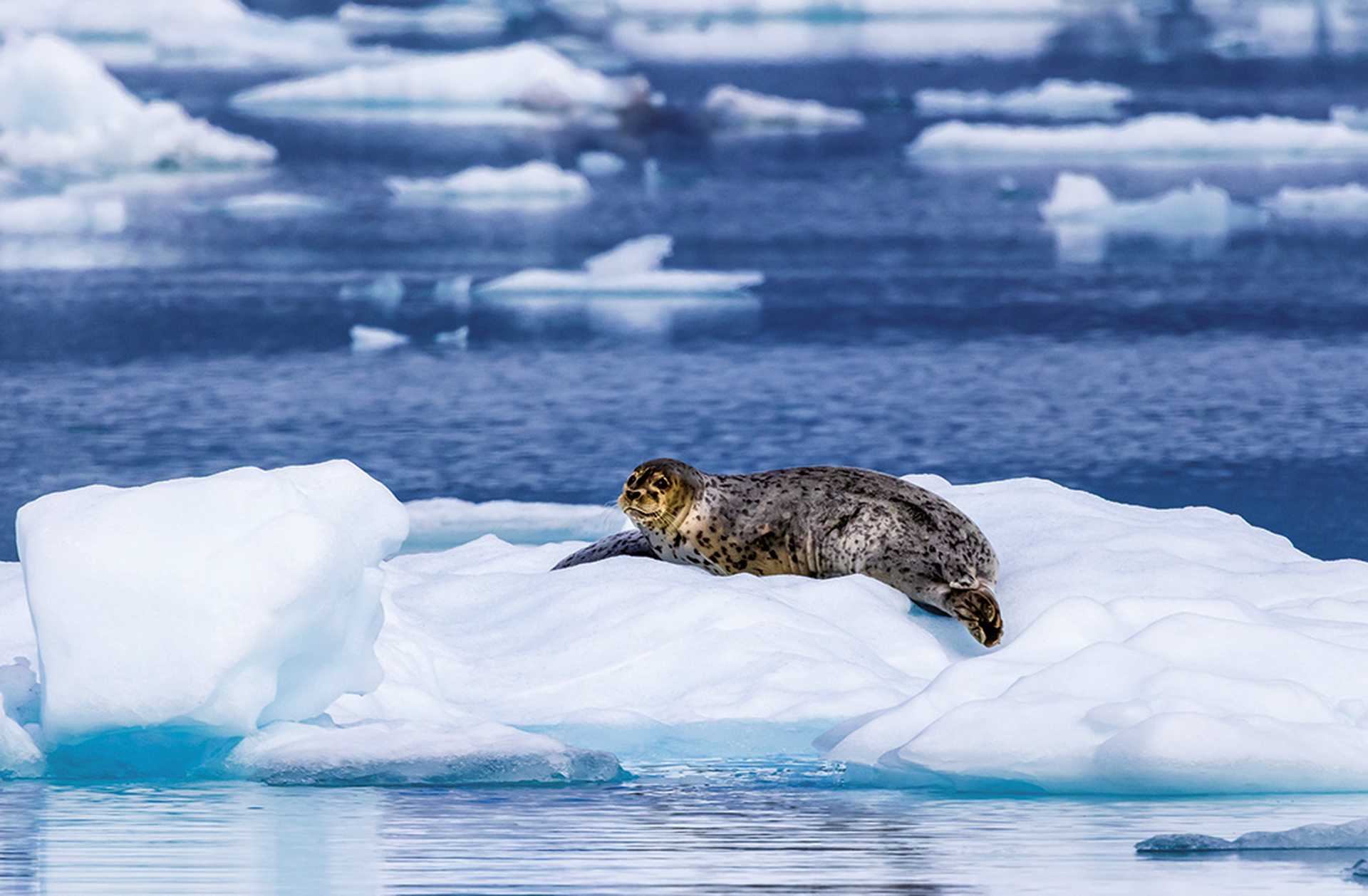 Harbour Seal floating on ice
