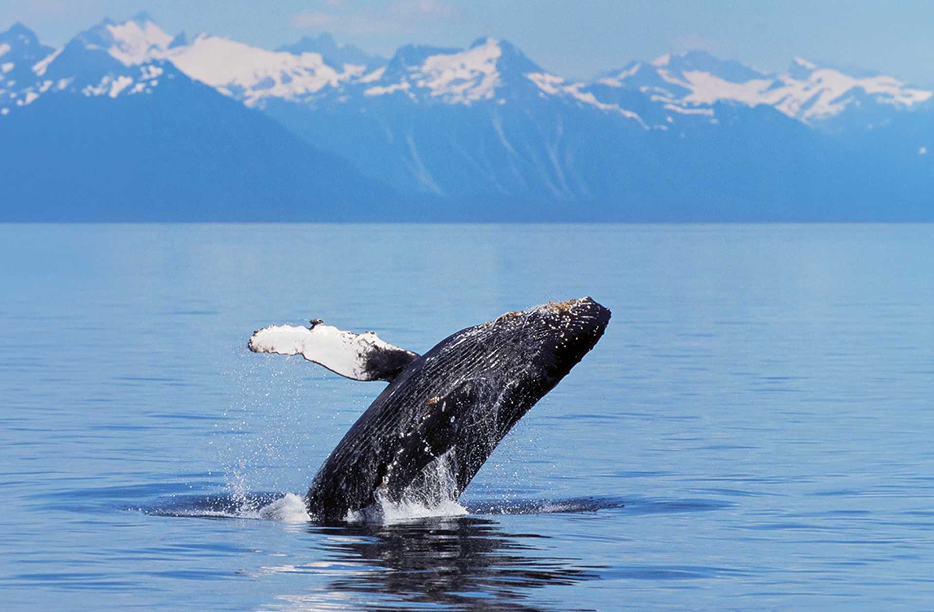 A breaching humpback whale in Alaska