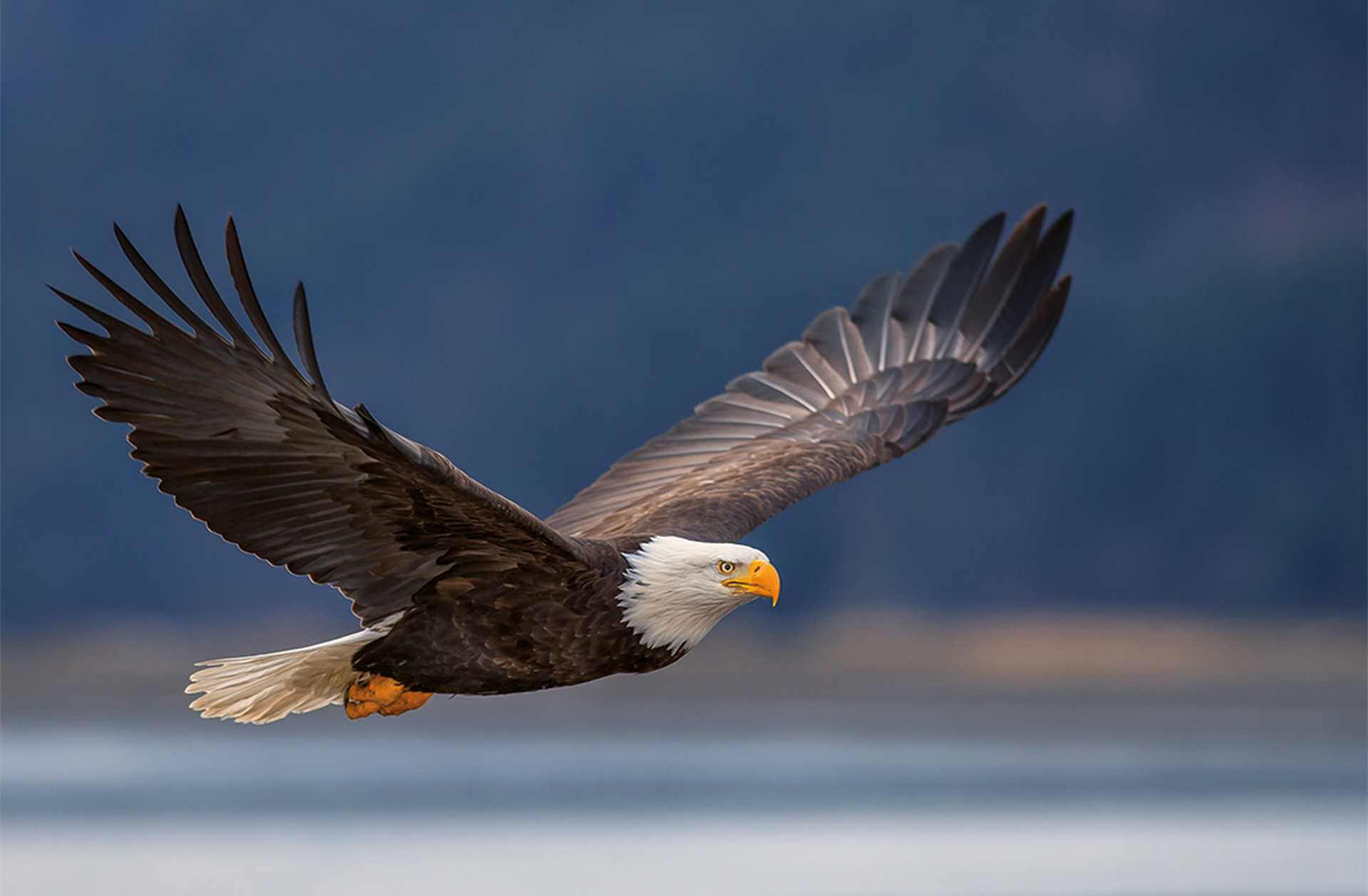 American bald eagle in flight, Alaska