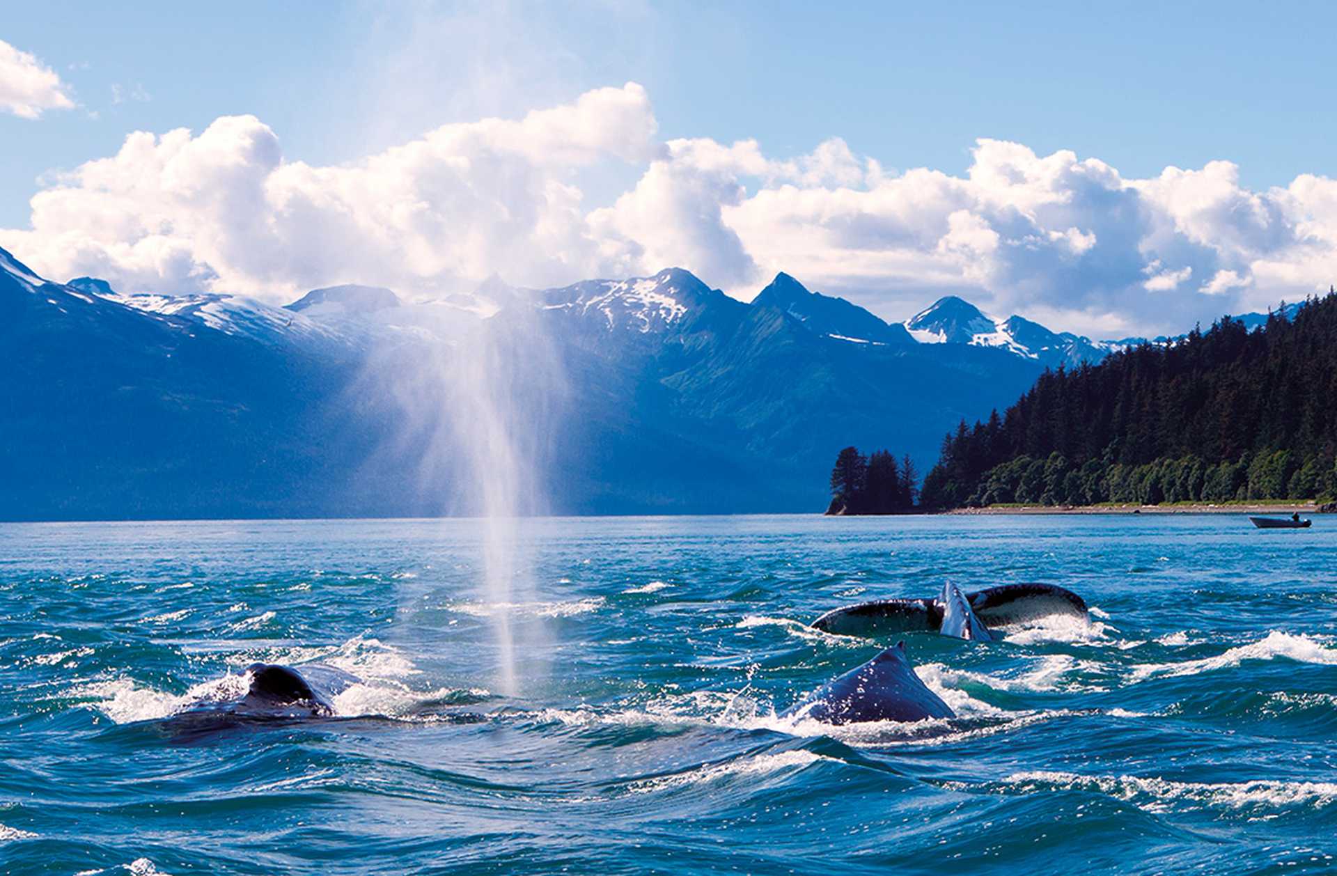 Humpaback Whales Playing in the Ocean in Juneau, Alaska
