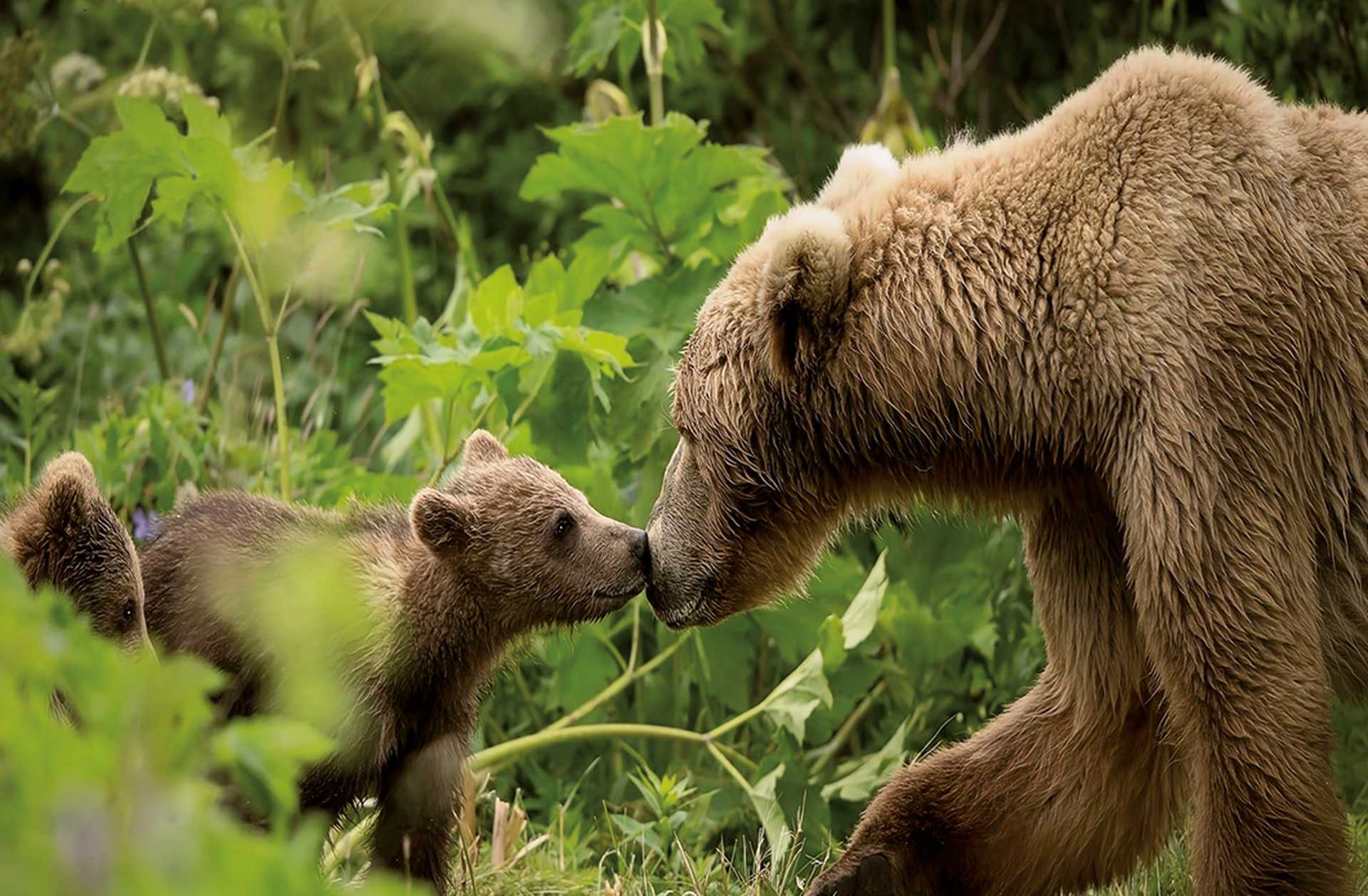 Magnificent family idyll mother brown bear cuddles her cubs, Alaska
