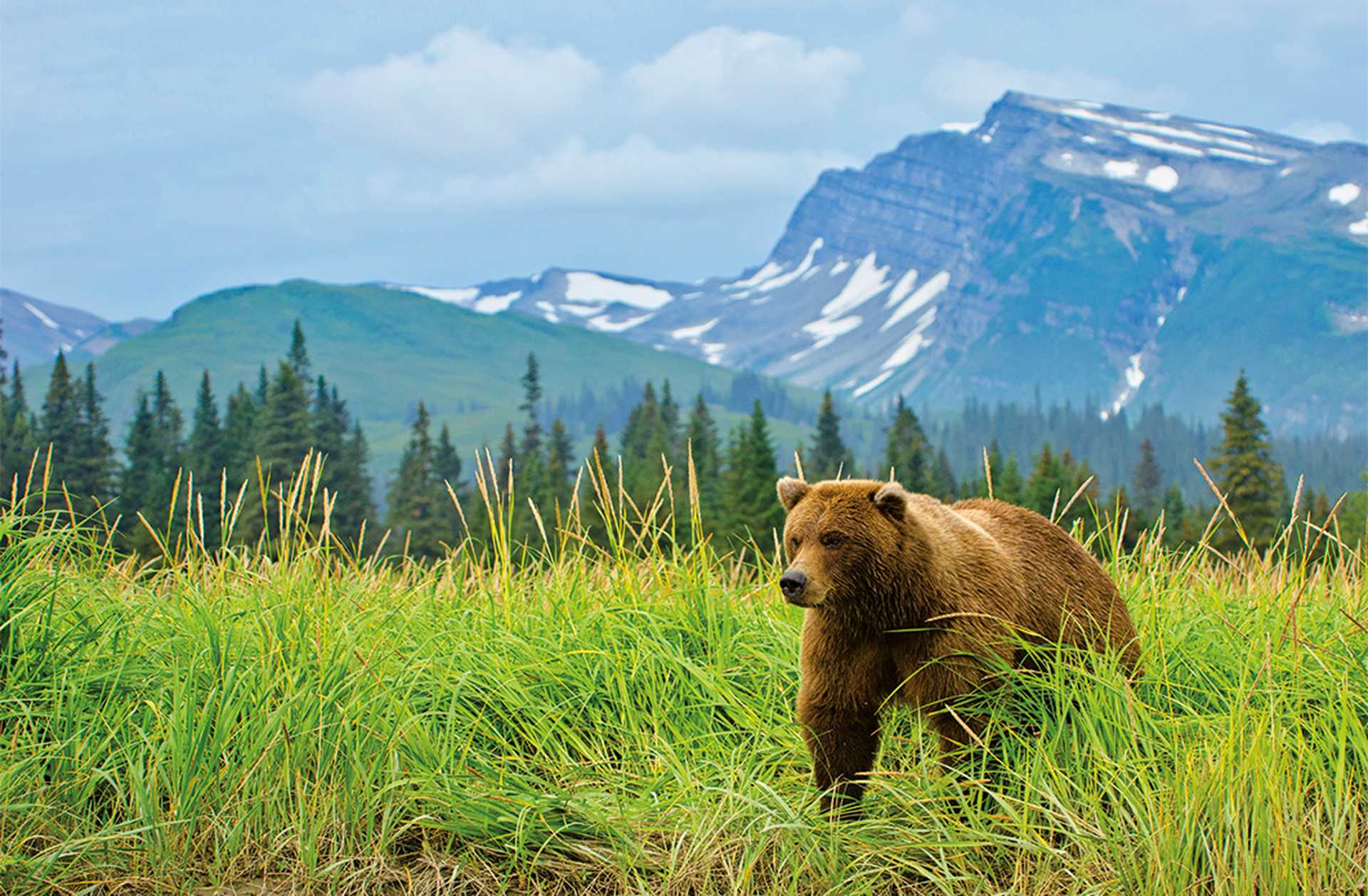 Brown Bear, Alaska USA