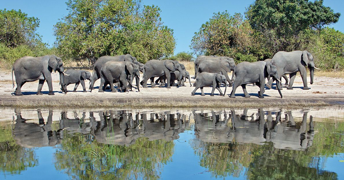 Elephants in Chobe National Park