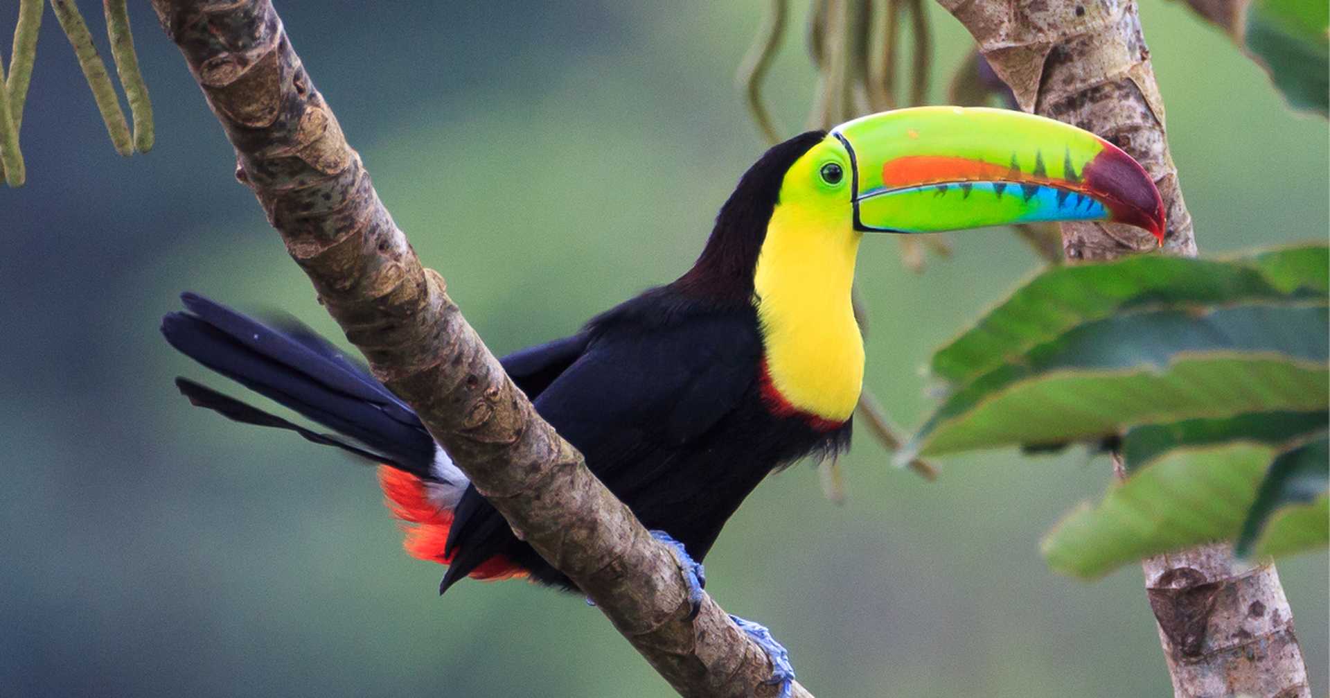 A brightly coloured toucan stands on a tree branch