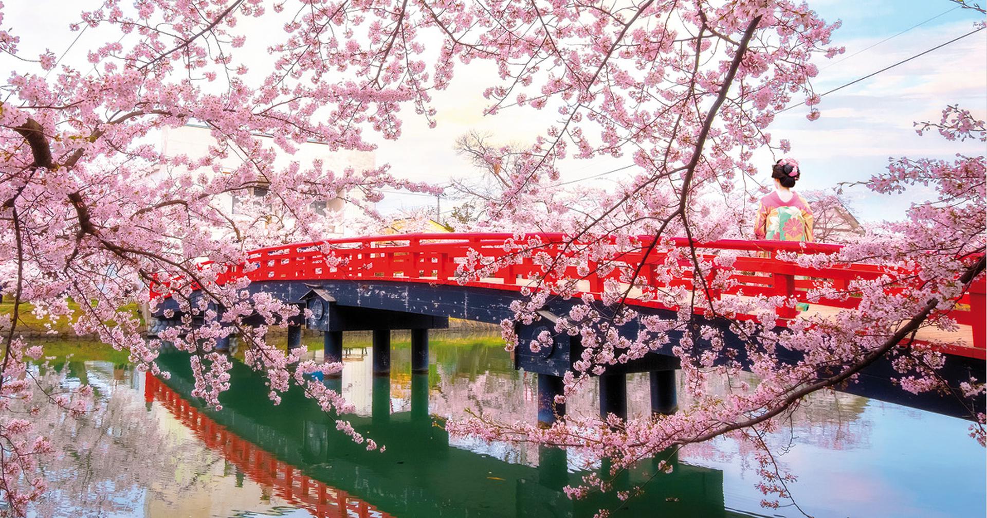 Cherry Blossom  at Hirosaki park