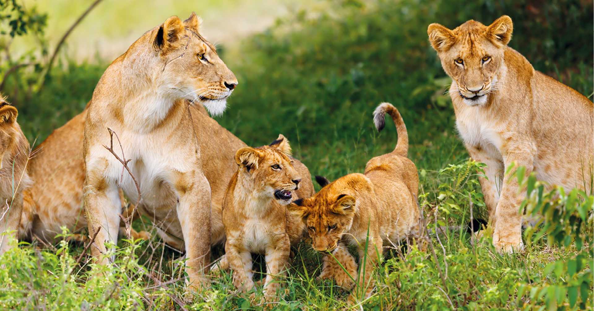 Lion pride
