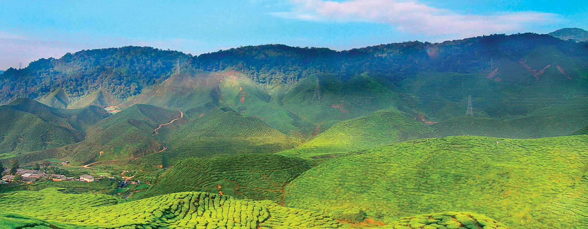 Cameron Highlands