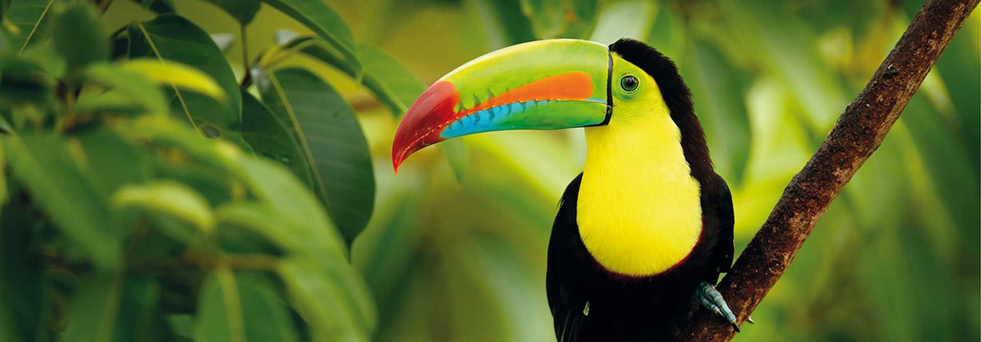 Keel-billed Toucan, Costa rica
