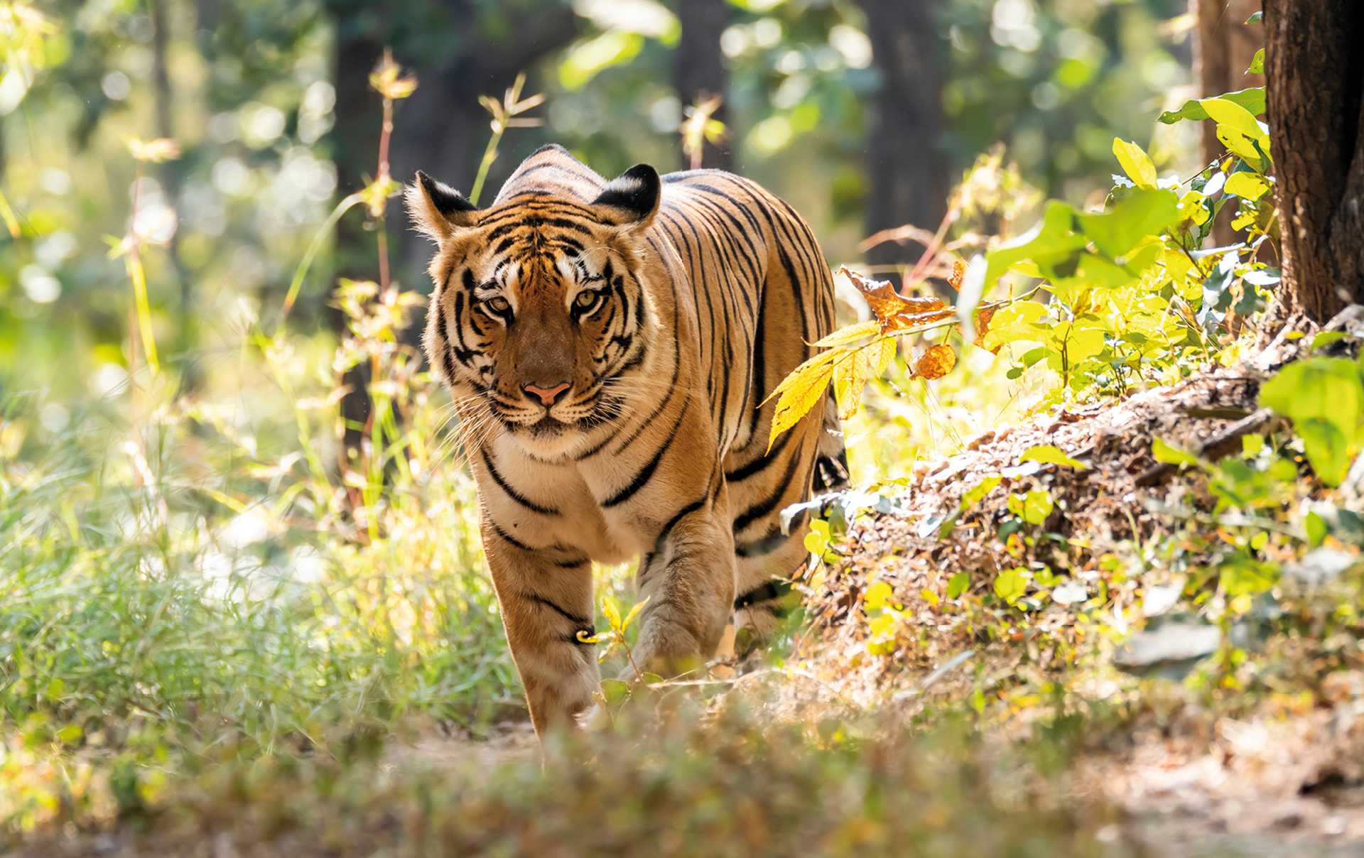 Bengal tiger, India