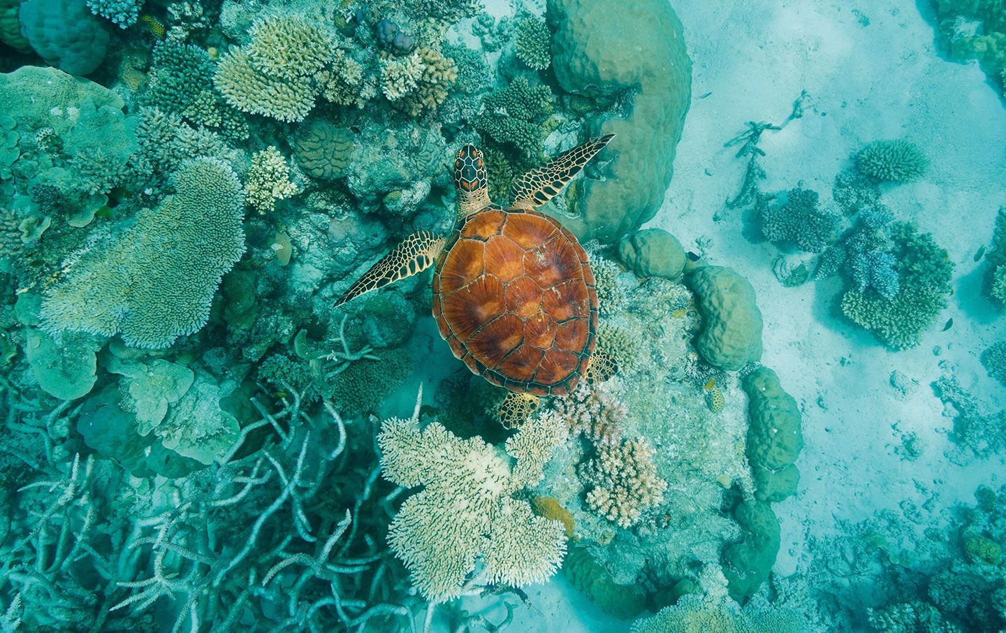 Turtle on surface at Great Barrier Reef