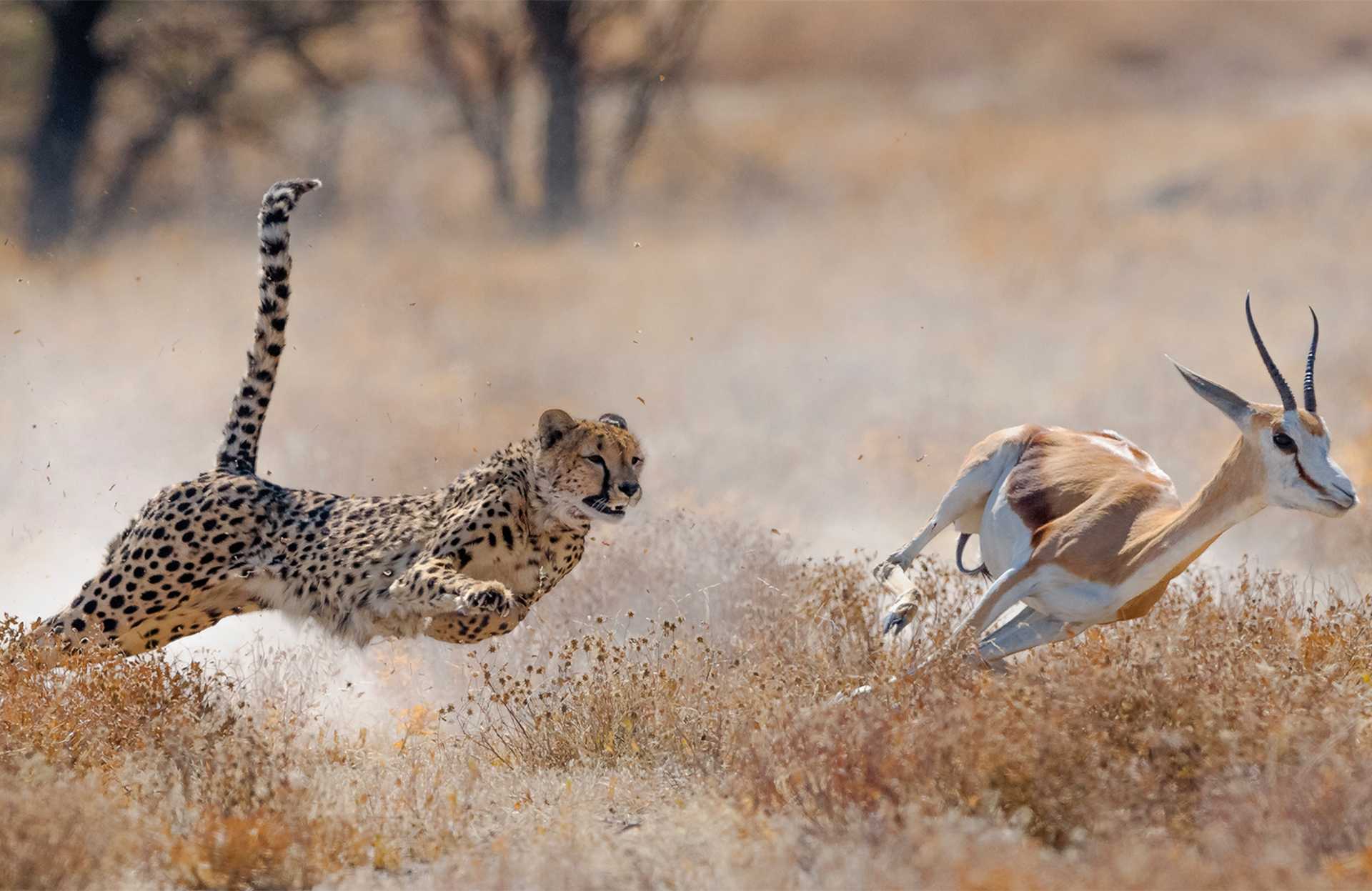 Cheetah hunting springbuck in Etosha National Park