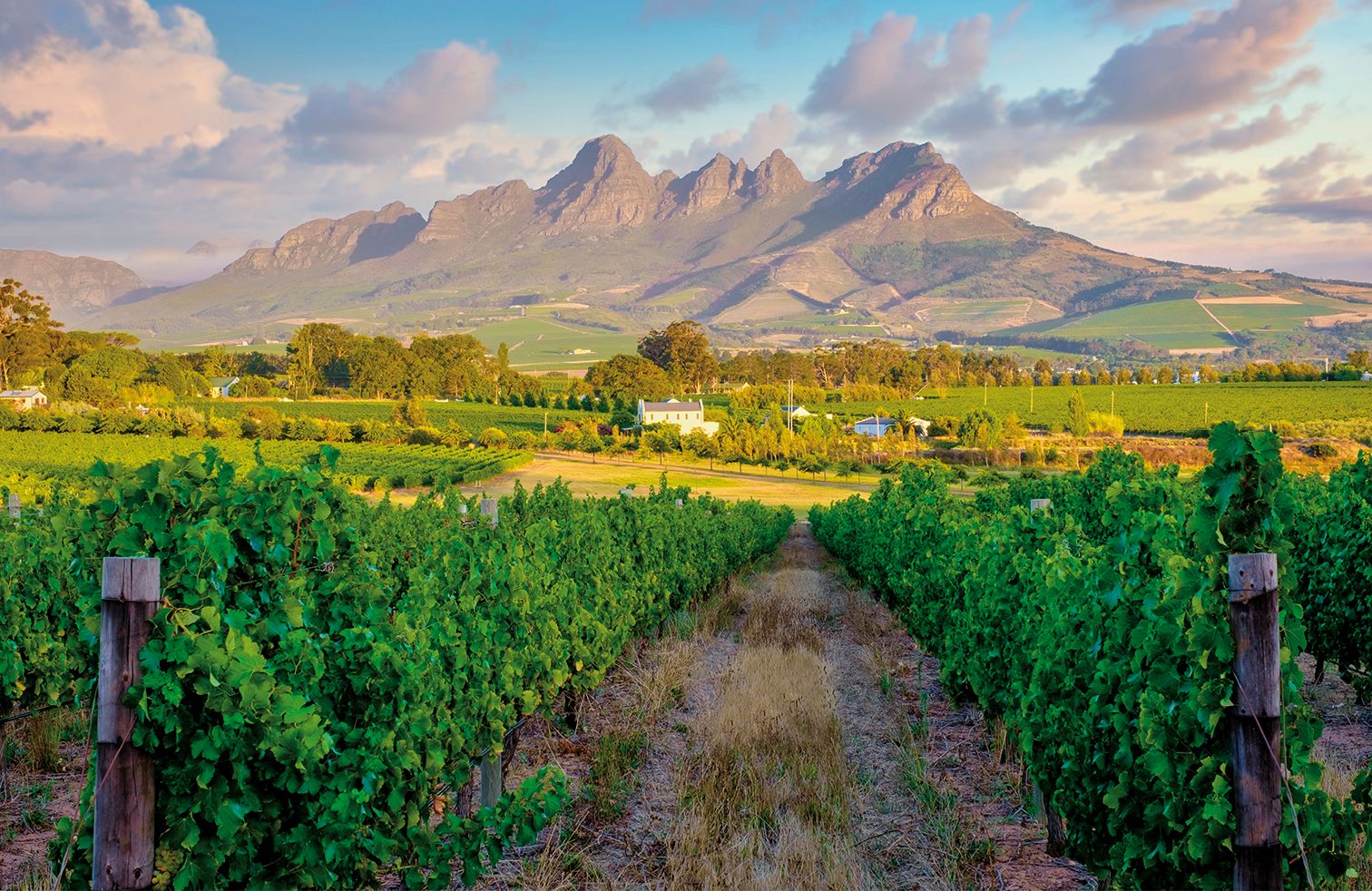 Vineyard landscape at sunset with mountains in Stellenbosch, near Cape Town, South Africa.