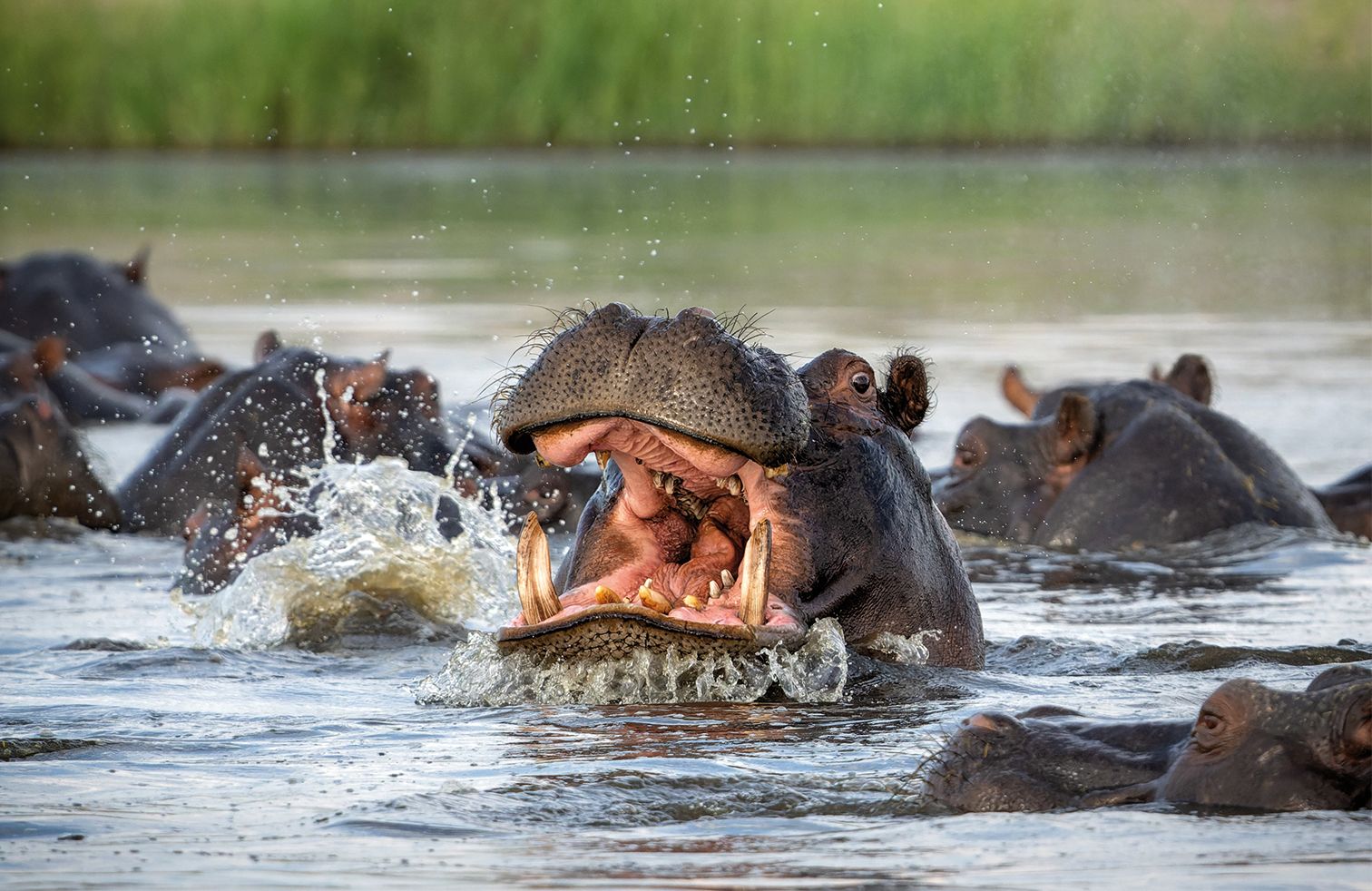 Hippopotamus in the Chobe River on the border between Botswana and Namibia shows dominant behaviour.  