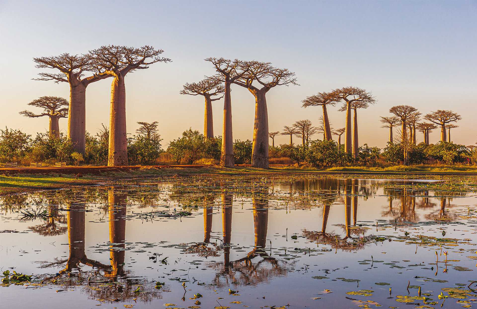Beautiful Baobab trees at sunset at the avenue of the baobabs in Madagascar