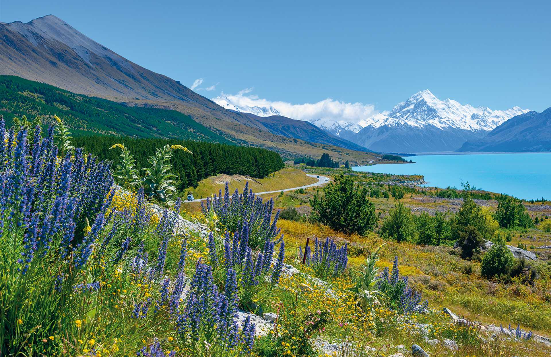 The roadside has beautiful Lupin flowers in the summer. Background overlooking Mount cook at Lake Pukaki, New Zealand.