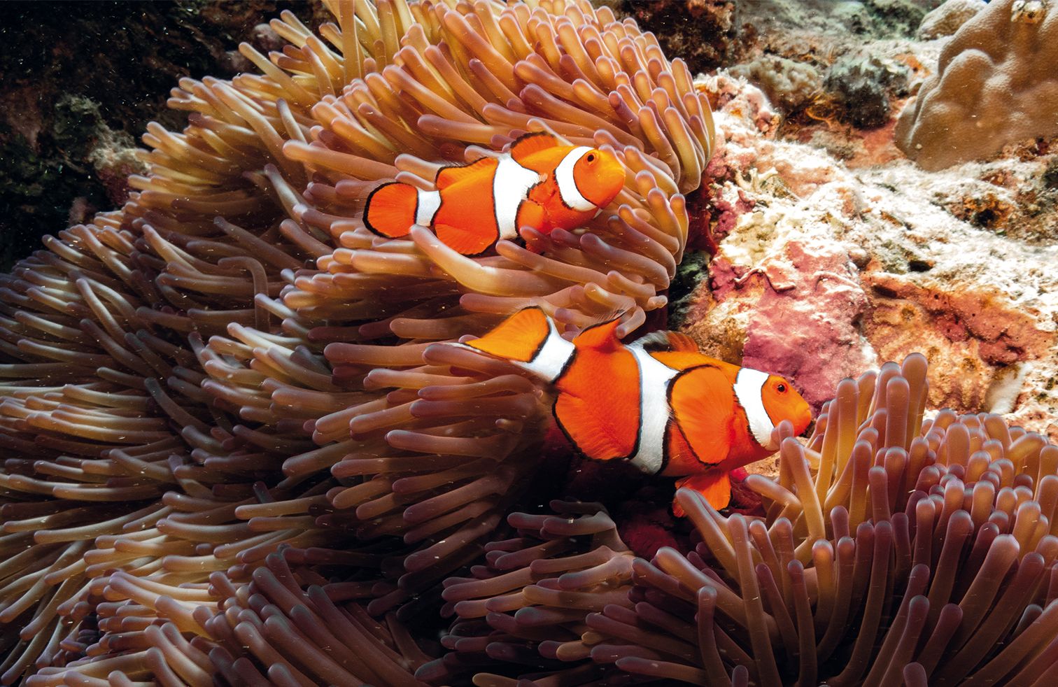 clownfish on the great barrier reef