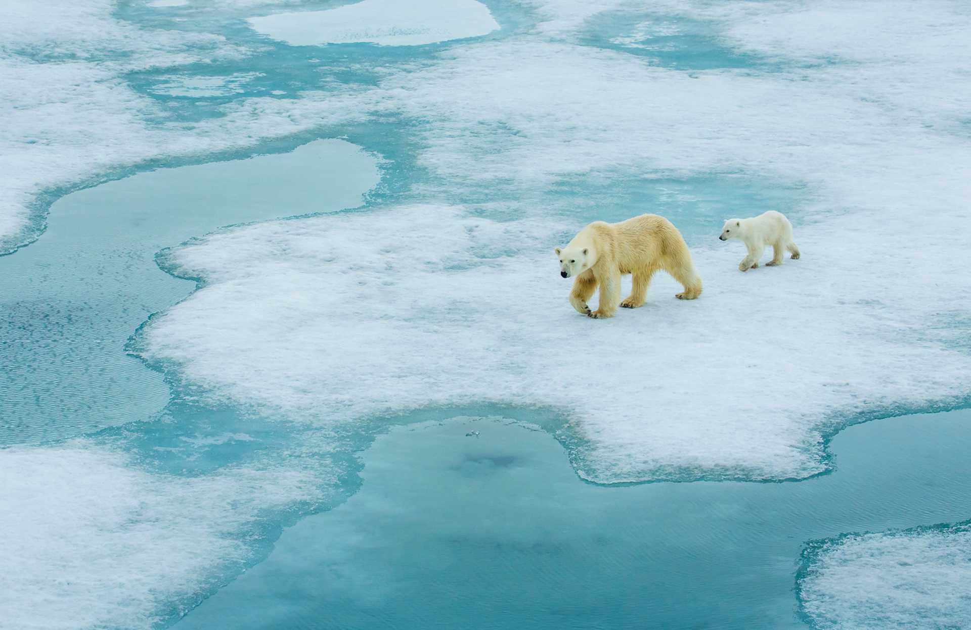 Polar bears, Spitsbergen, Svalbard, Norway