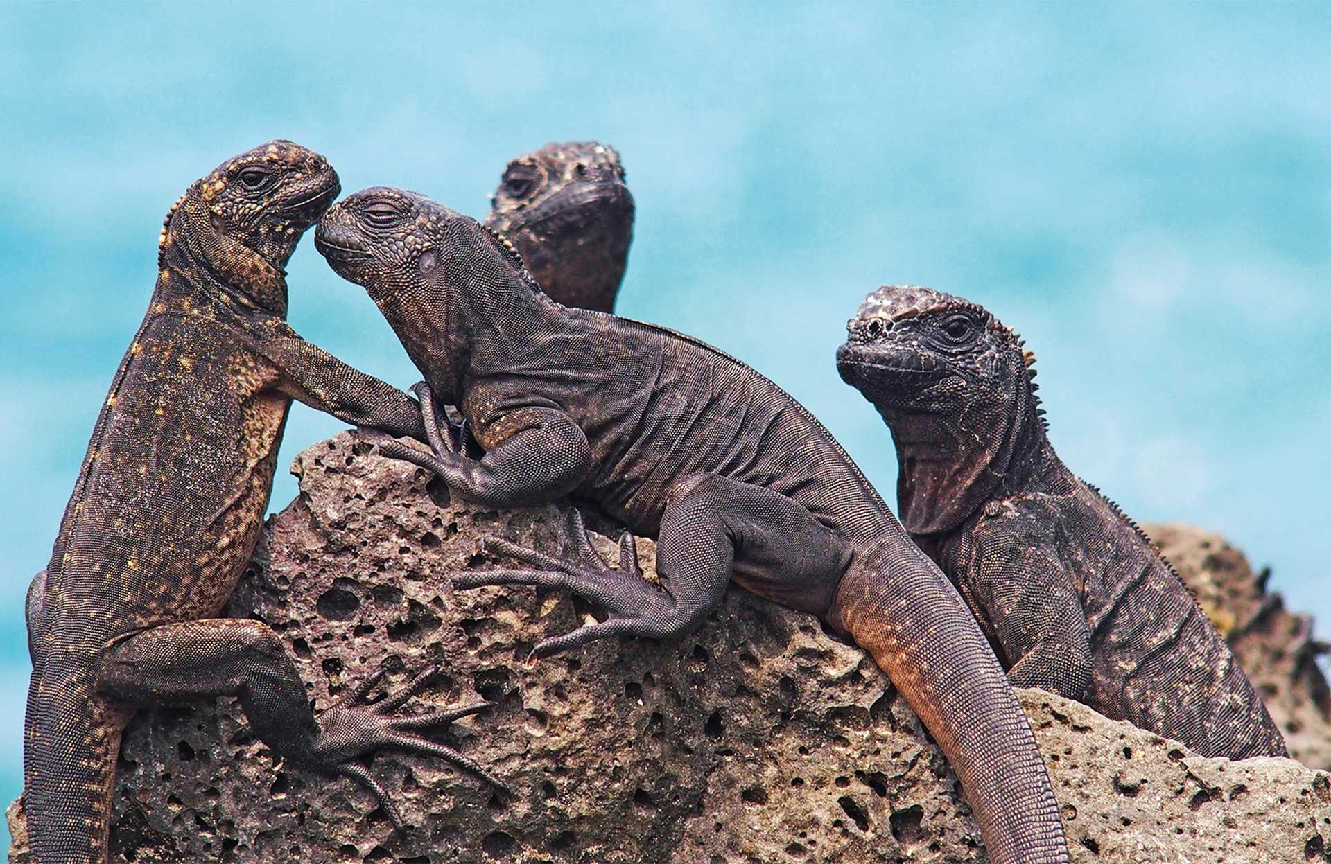 The wonderful Marine Iguanas on Galapagos Islands 