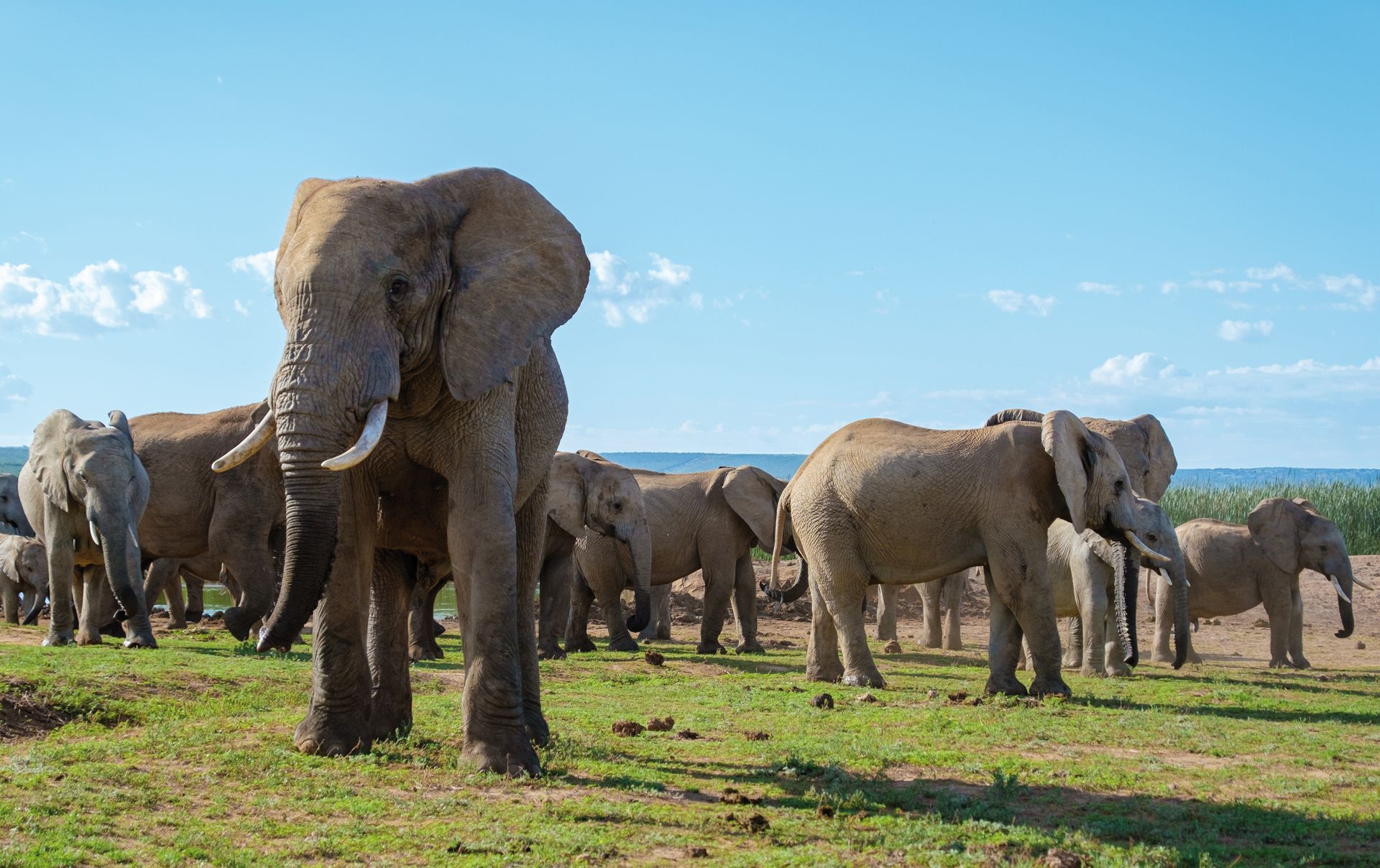 Elephants bathing, Addo Elephant Park South Africa